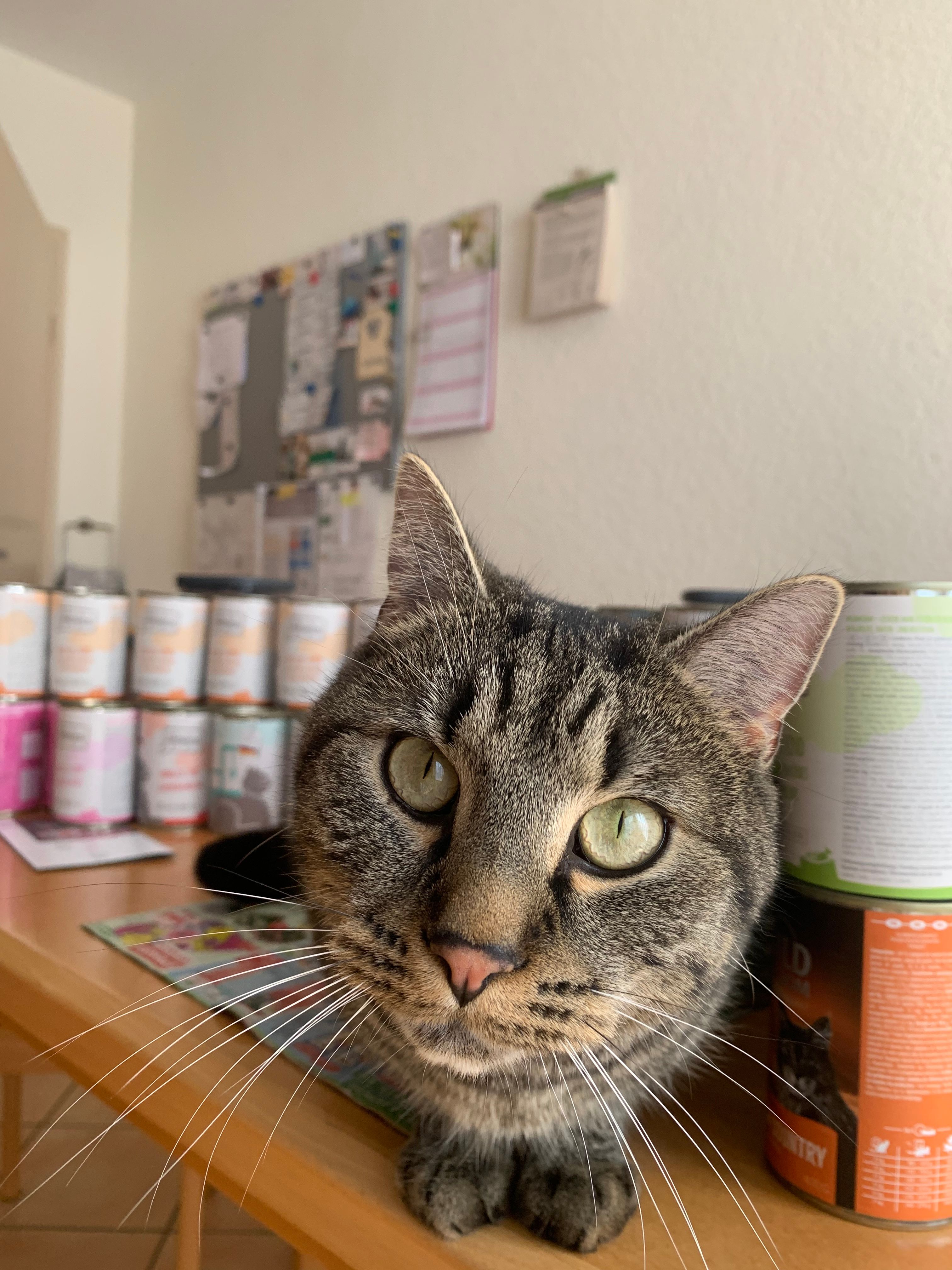 Rambo  - Försterweg 4, Leisnig