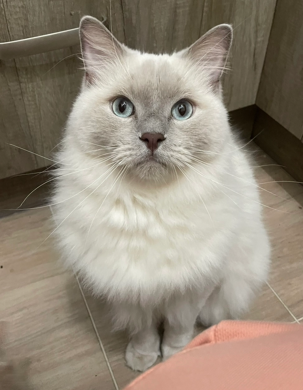 Mittens  - People Park Way, Sudbury