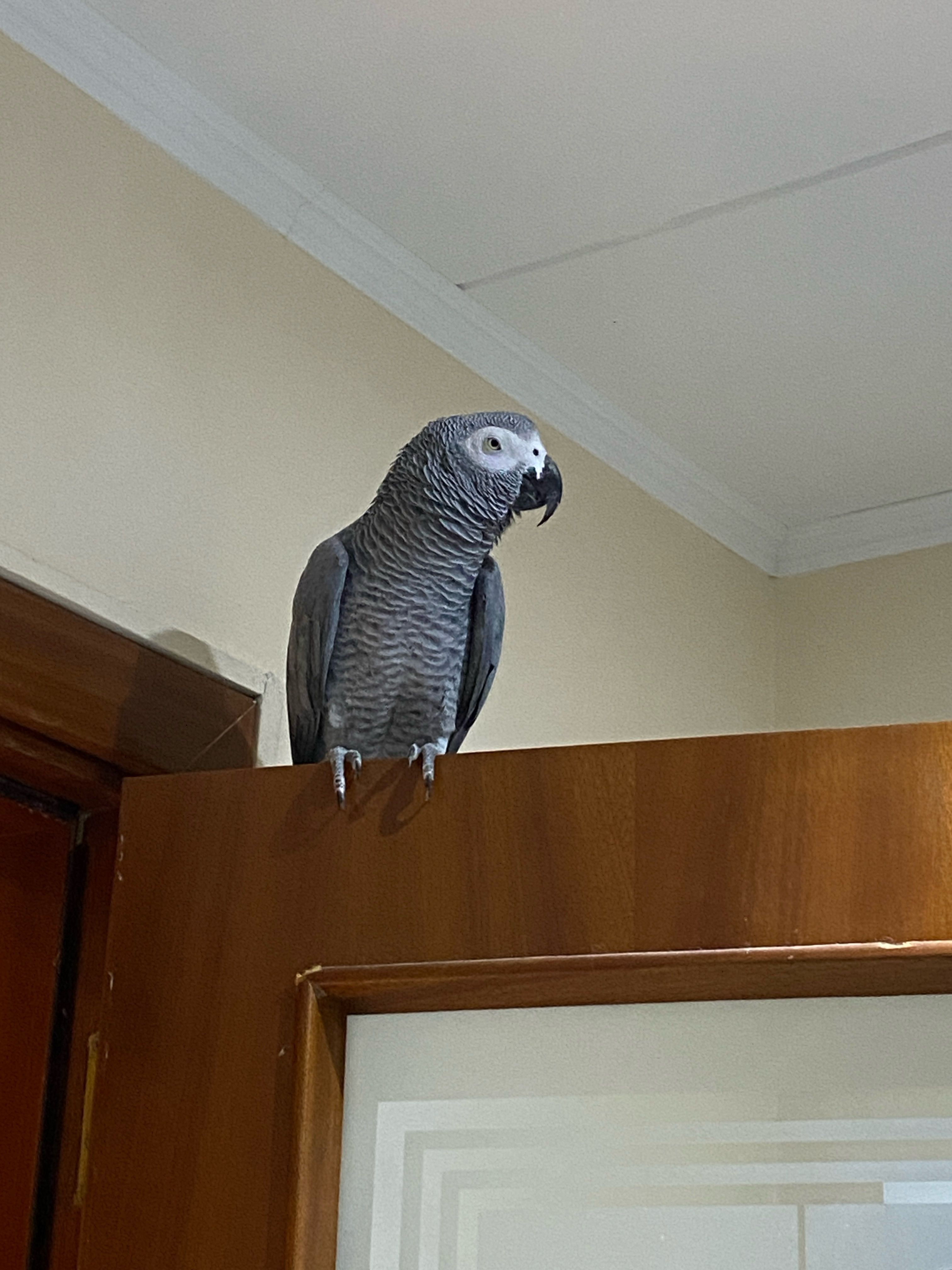 Valentino - Carrer Camí de les Cabres, Lloret de Mar