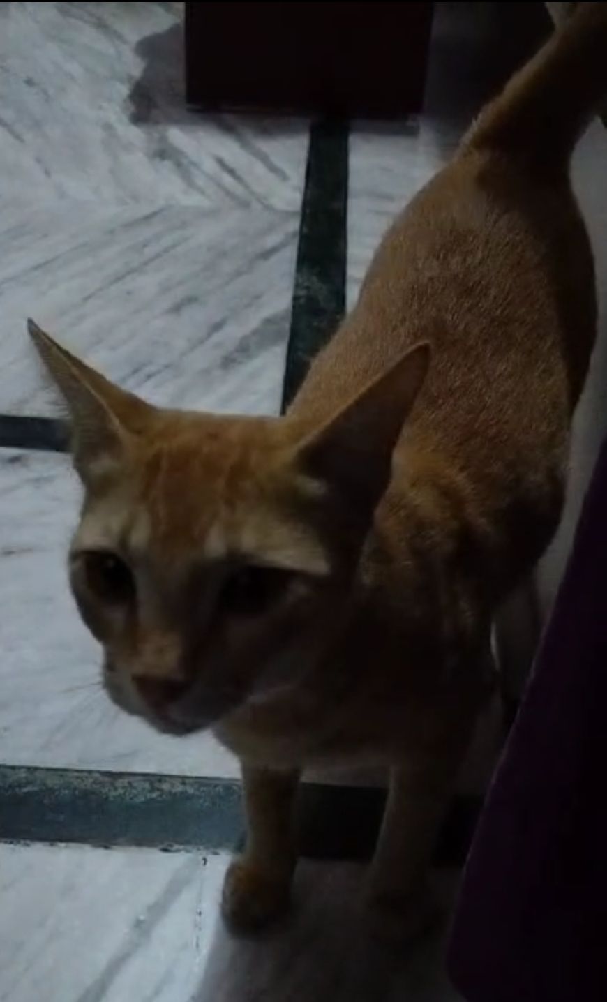 Milli - Near jio tower, Nawadih, dhanbad, jharkhand, india., Dhanbad