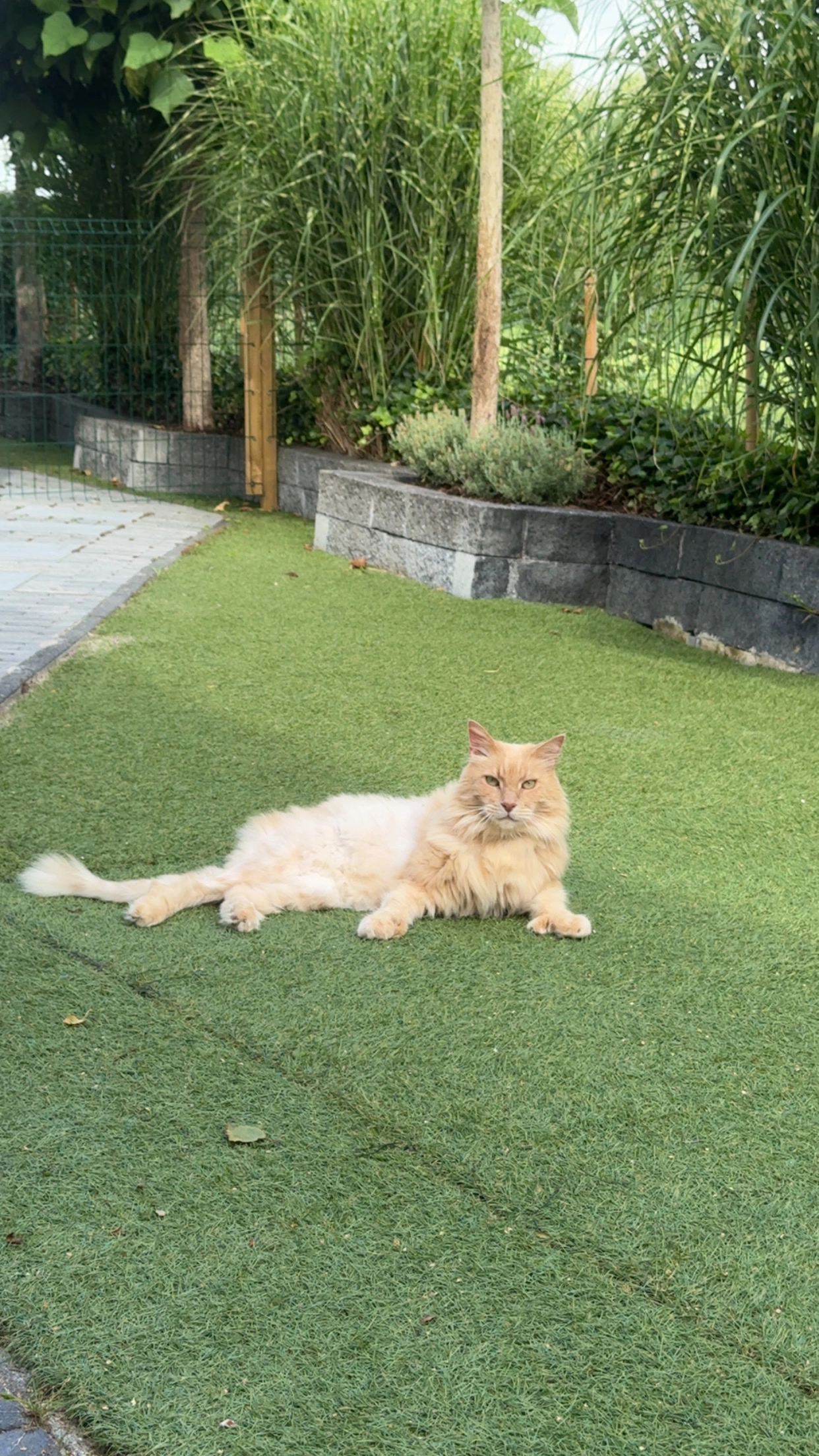 Stitch - Menkemaheerd, Groningen