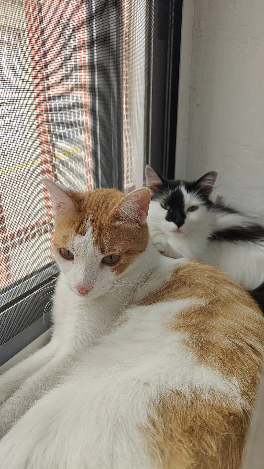 limon - Calle de Almería, Zaragoza