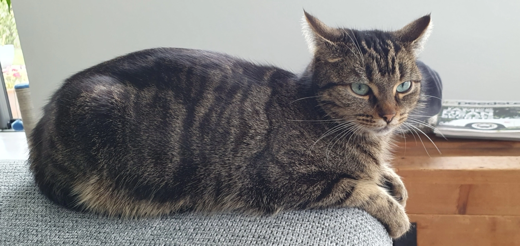 Tylia - Rue Georges Charpak, Questembert