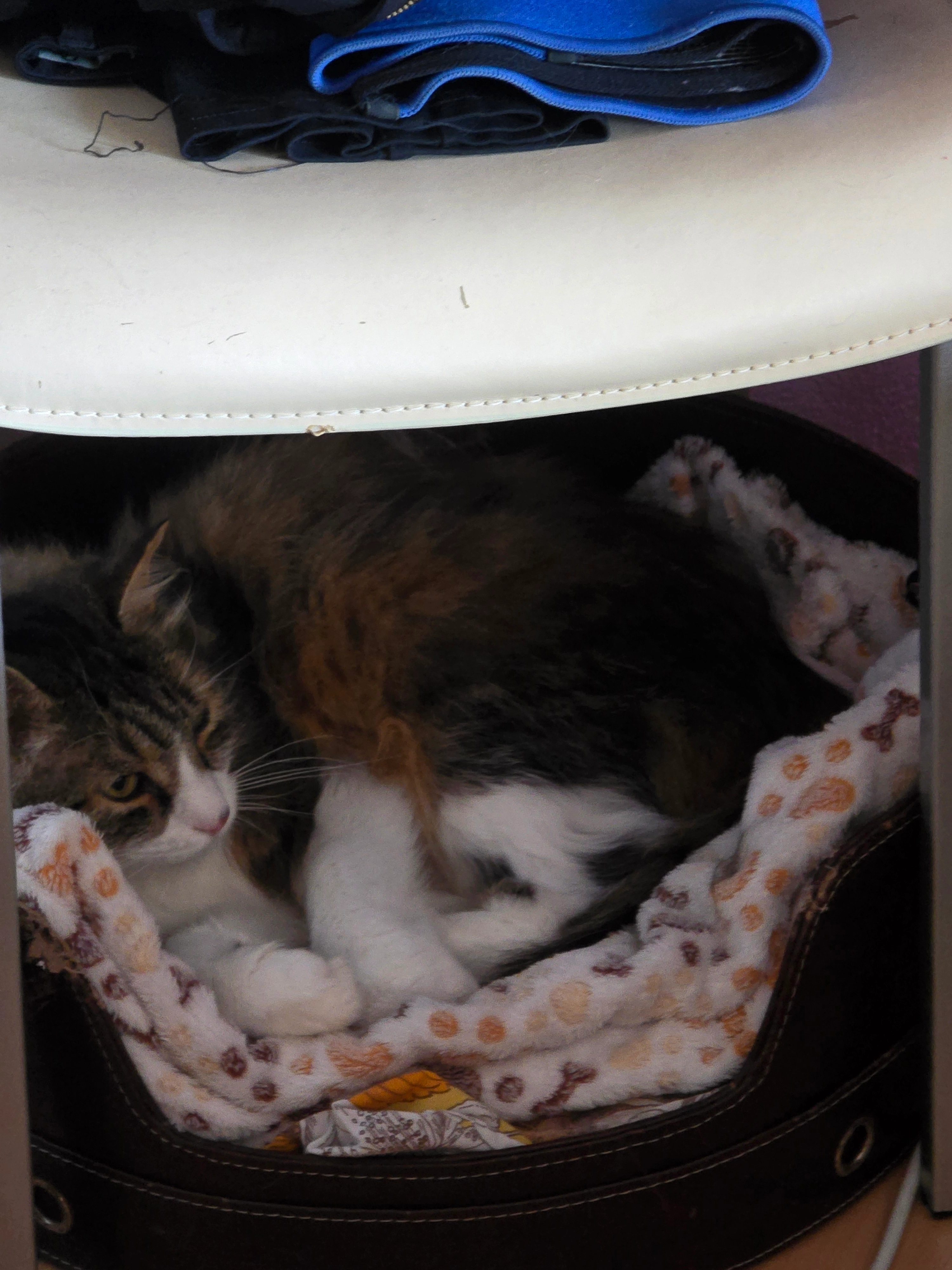 FLONDAI - Wuhrstrasse, Amriswil