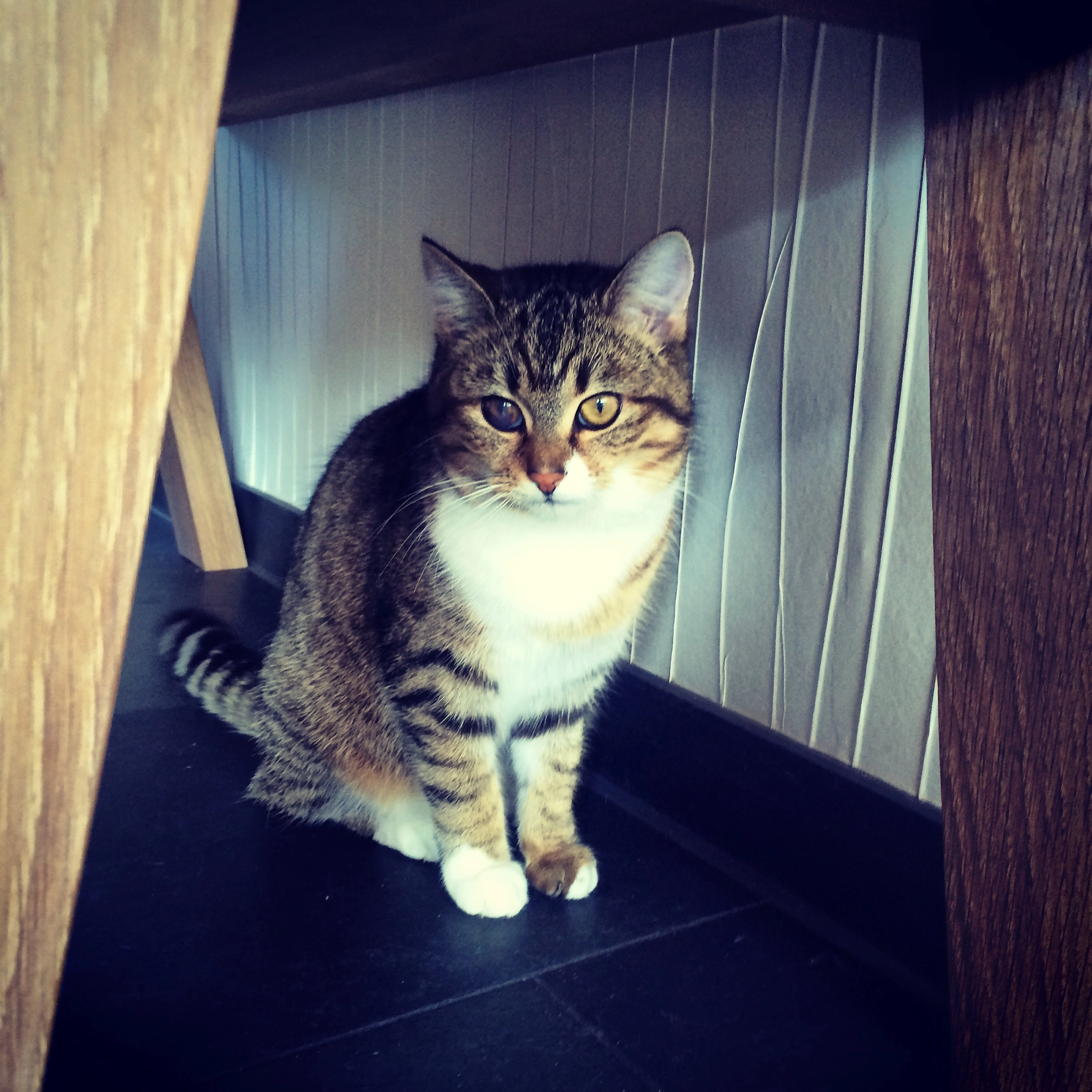 Lieselotte  - Am Heger Turm, Osnabrück