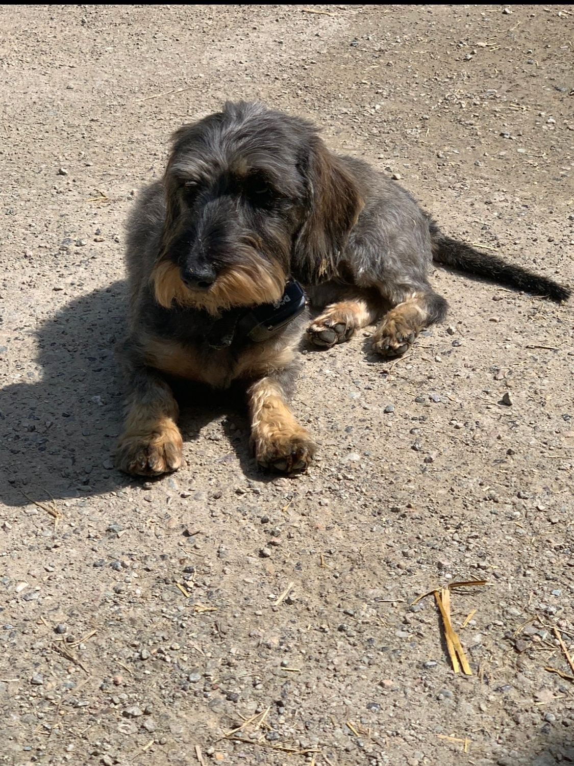 Pip - Grotestraat, Heesbeen