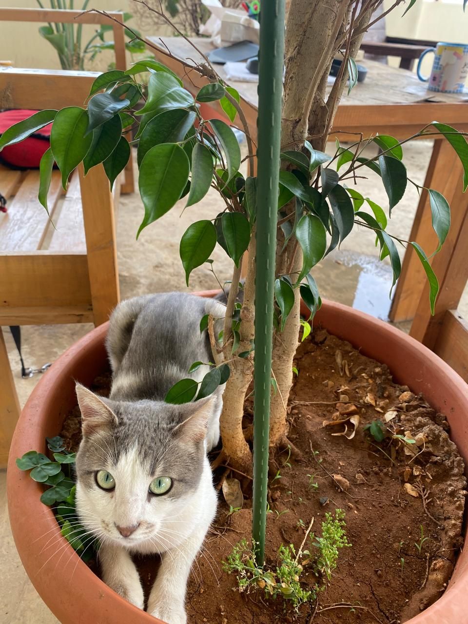 Gretel - Rafic Hariri Beirut International Airport, Beirut