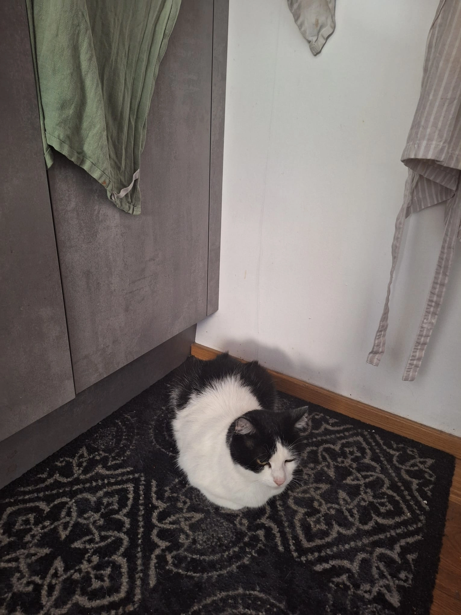 Kitty  - Bahnhofstraße, Walluf