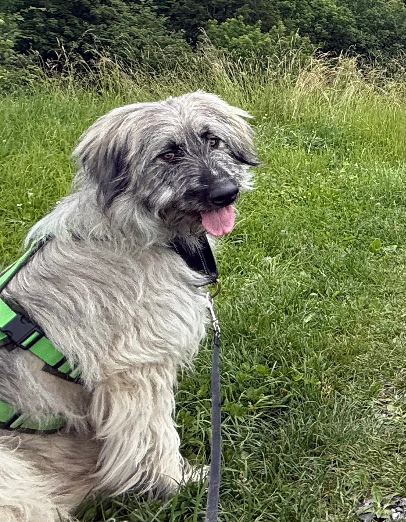 Teddy - Rischerstrasse, Risch