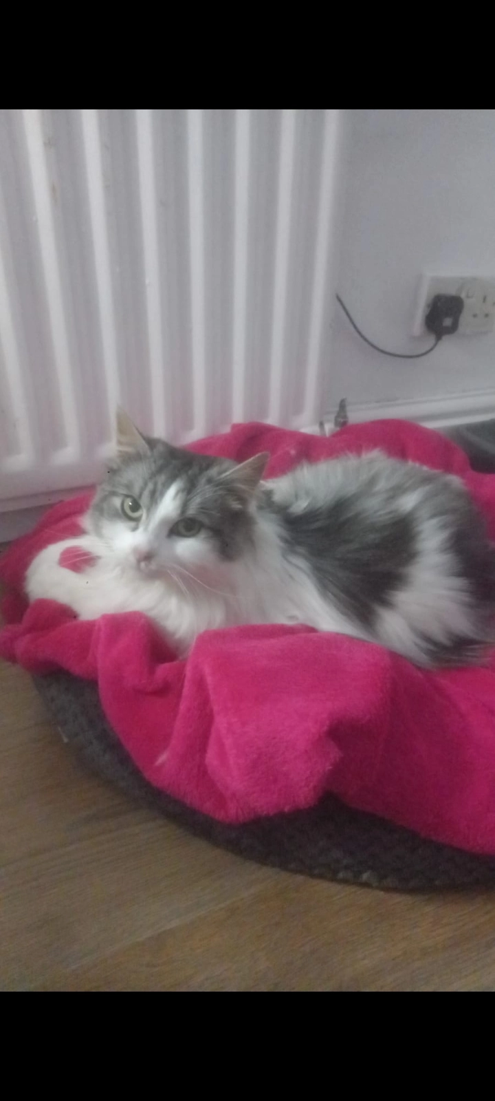 Rysiu - Selkirk Drive, Telford