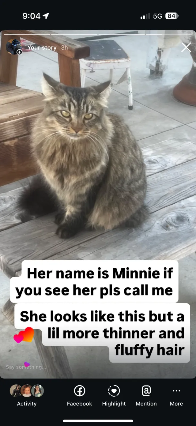 Minnie - Graystone Avenue, Norwalk