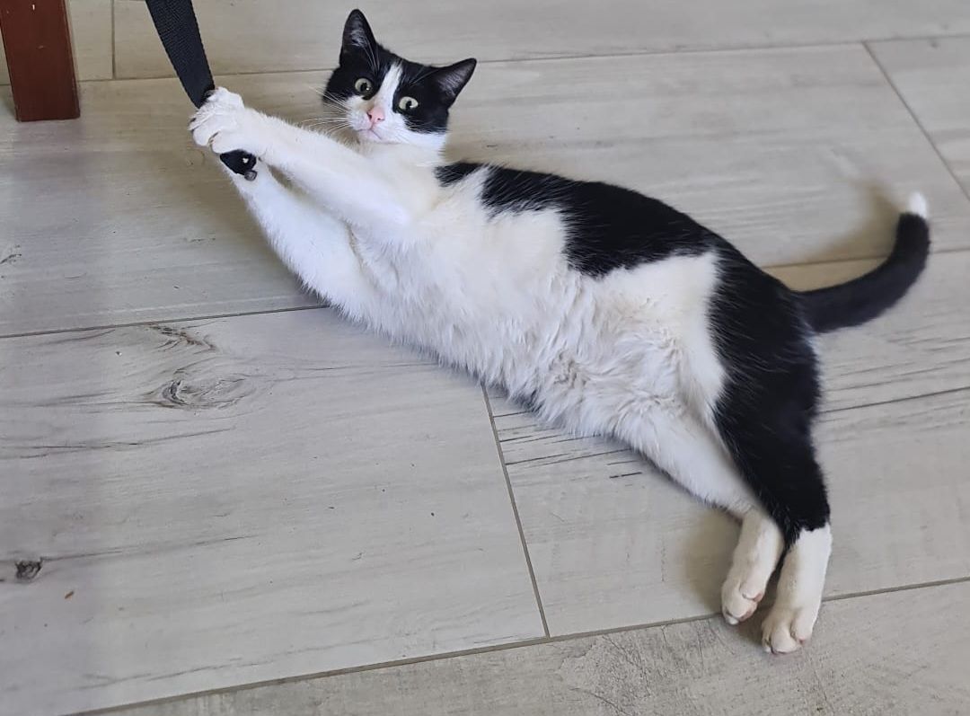 Cueca - Carrer de la Morera 20, Piera