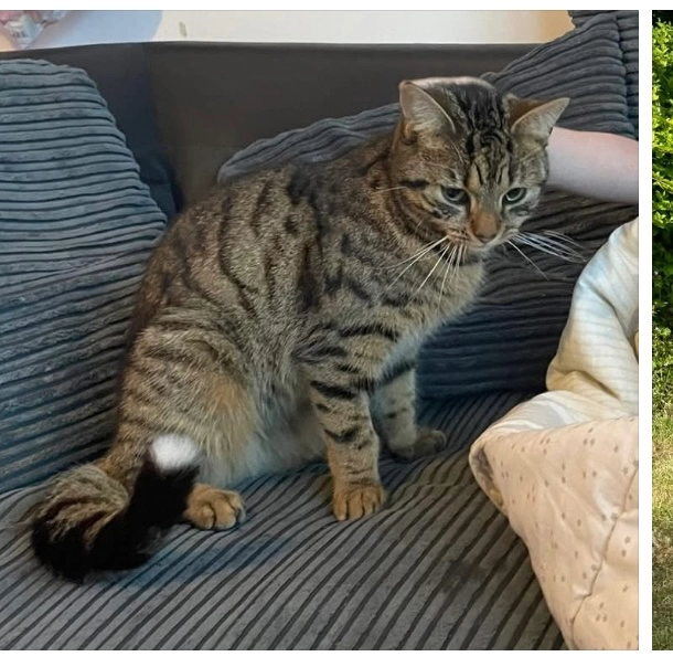 Minnie - Aaron's Hill, Godalming