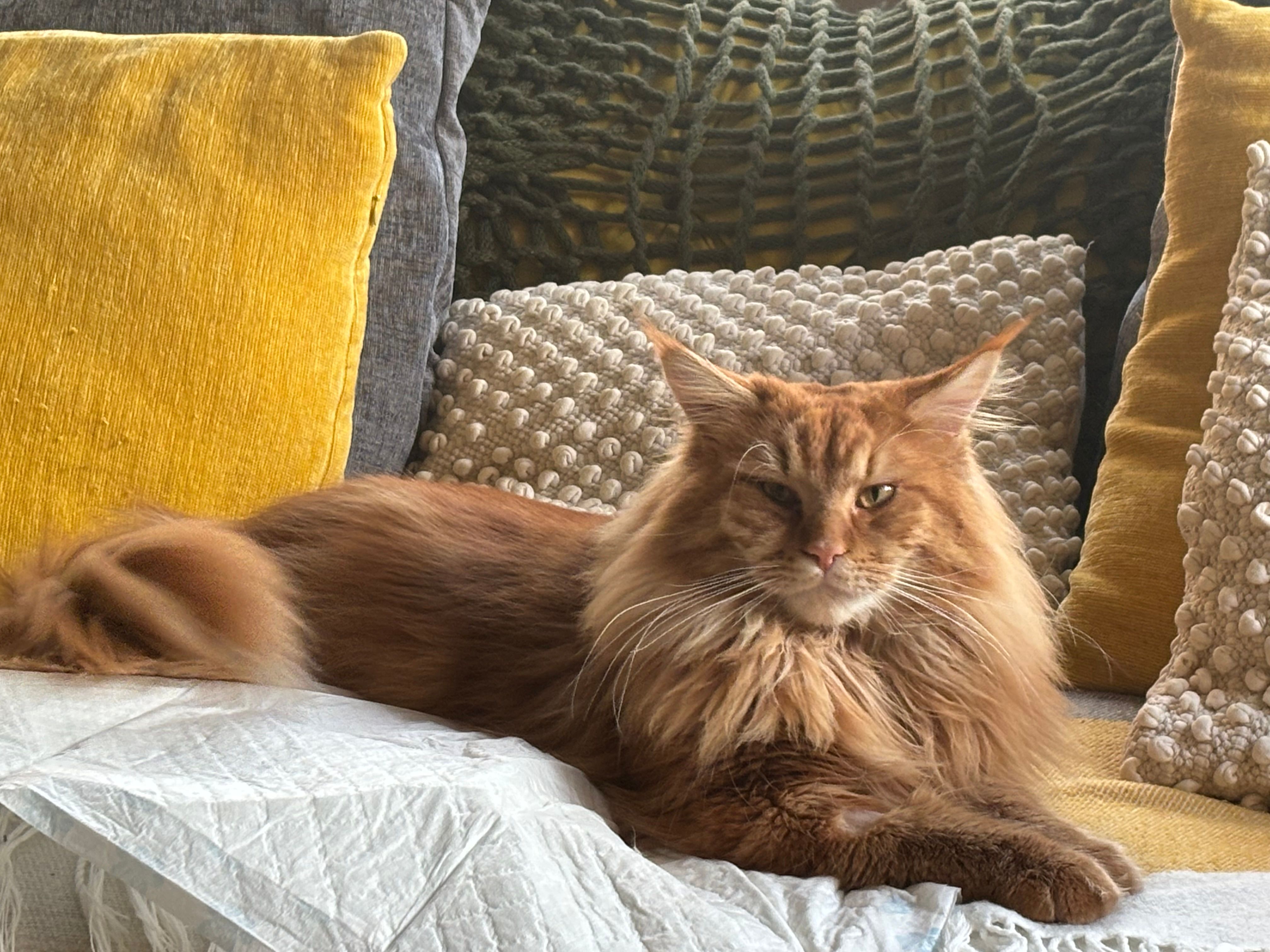 Hugo - Harrow Lane, Grimsby