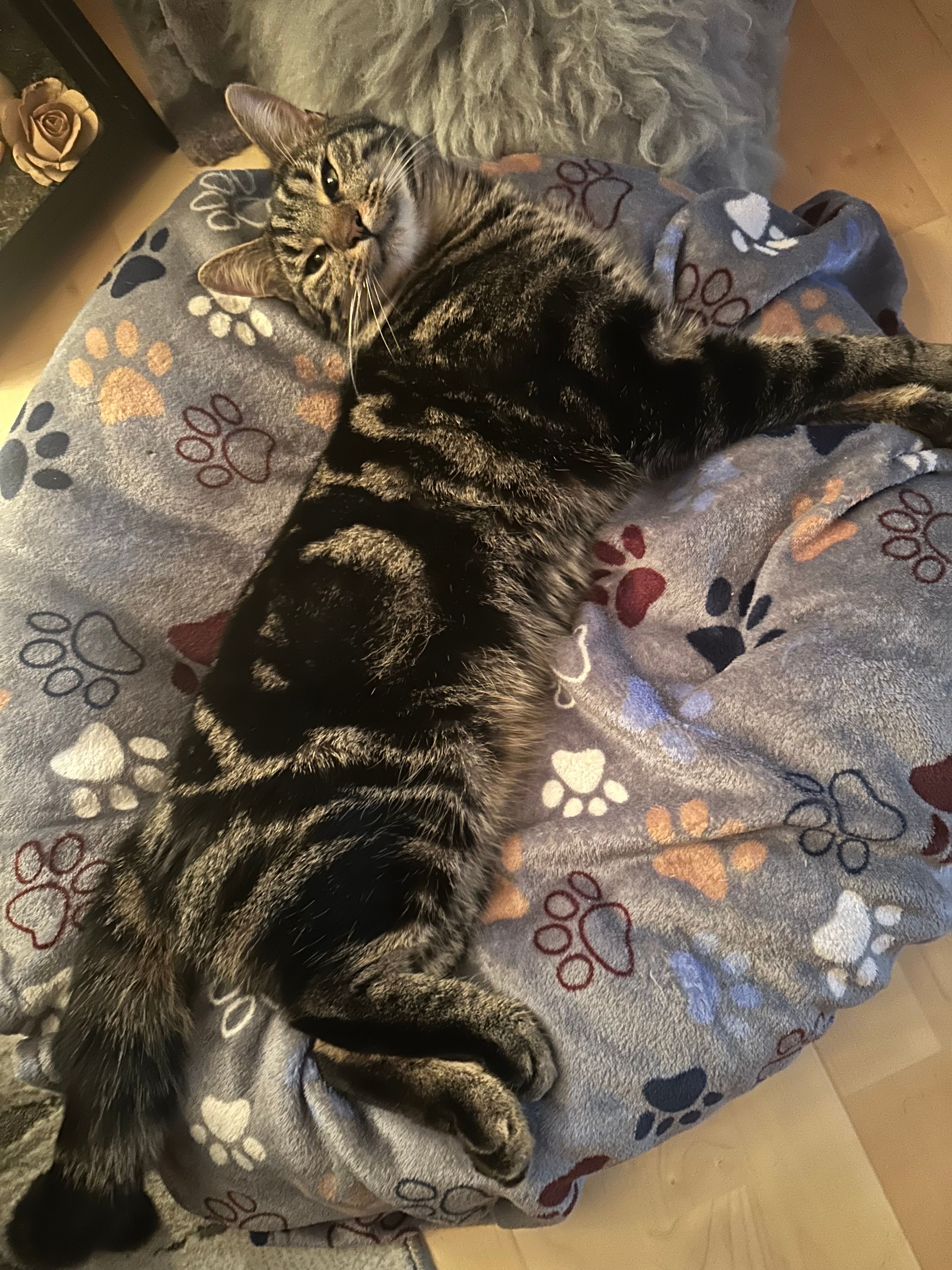 Gismo - Adalbert-Stifter-Straße, Mehring