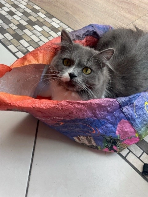 bloom - 44 Rue Jules Ferry, Mérignac