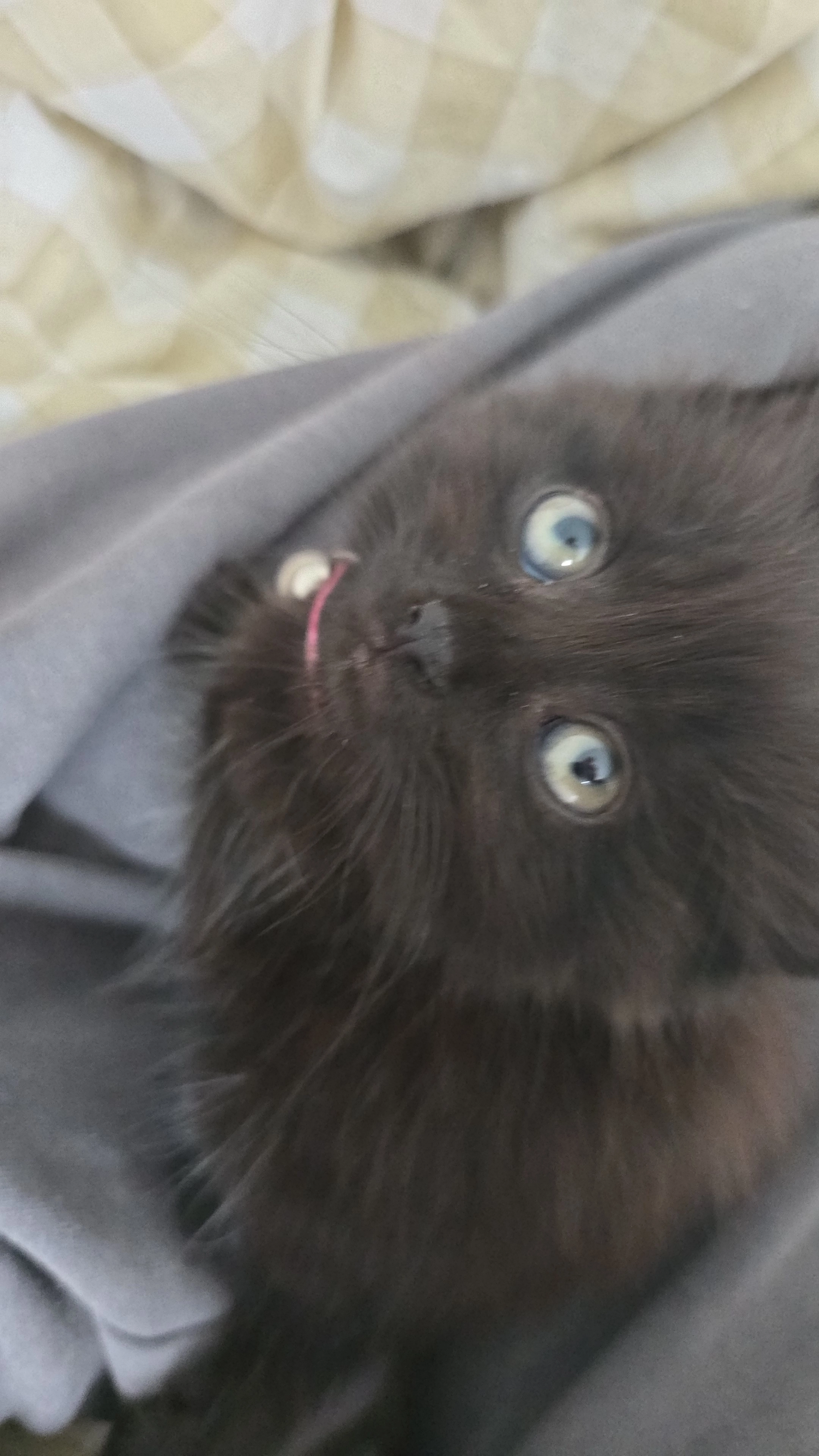 Kaiya - 39 Rue Bretonnerie, Nogent-le-Rotrou