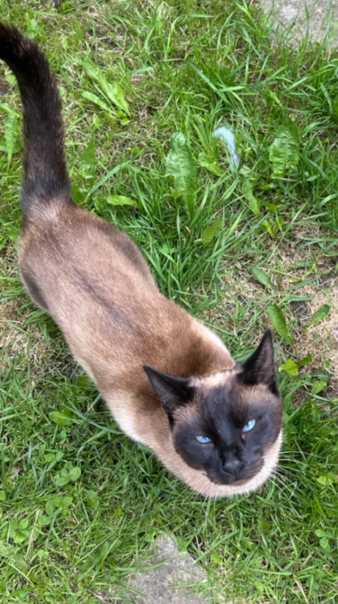 Trixi - Kershope Grove, Manchester