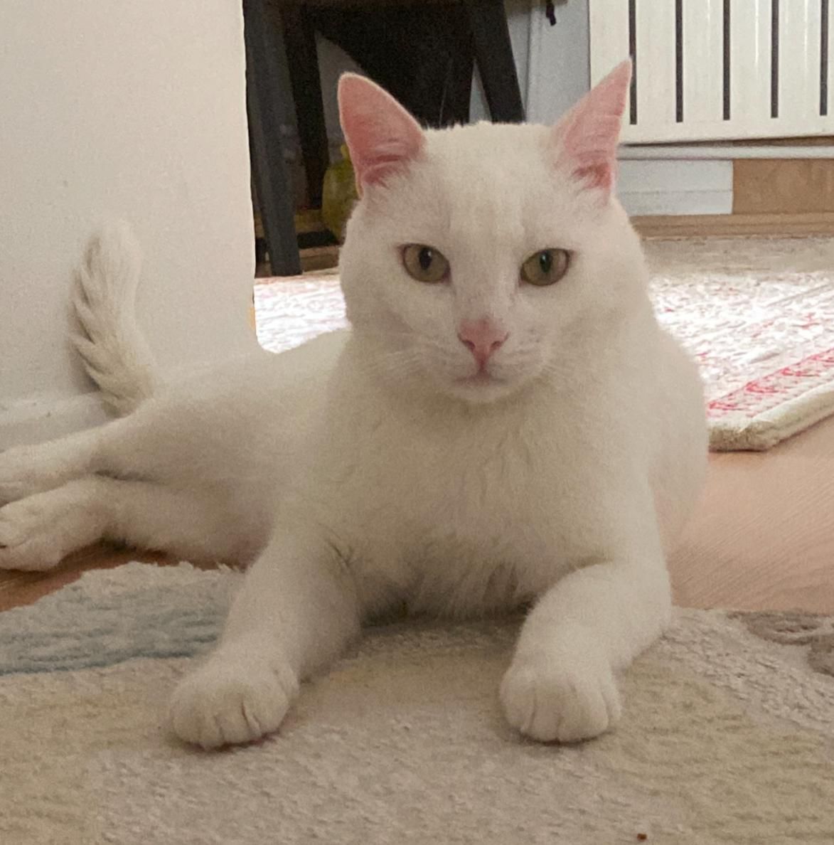 Şiro - Cumhuriyet Caddesi, Ankara