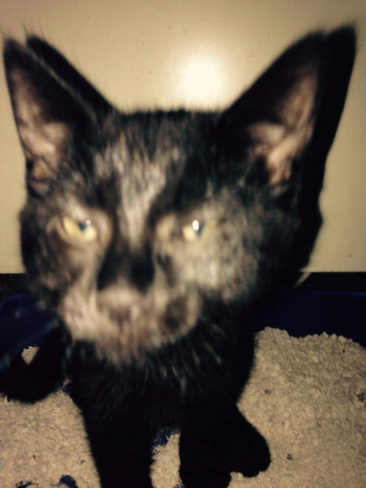 Daisy - Charles Street, Milford Haven