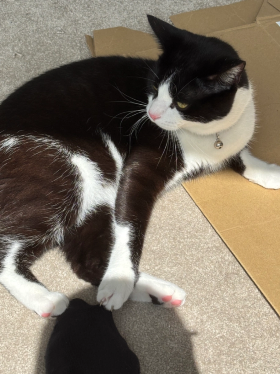 Panda - Castle Road, Benfleet