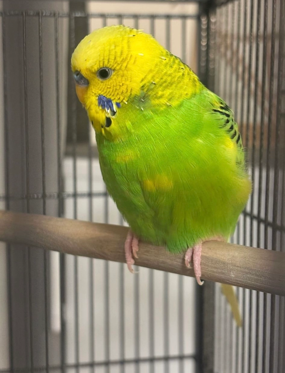 Nuni - An der Kemperwiese, Köln