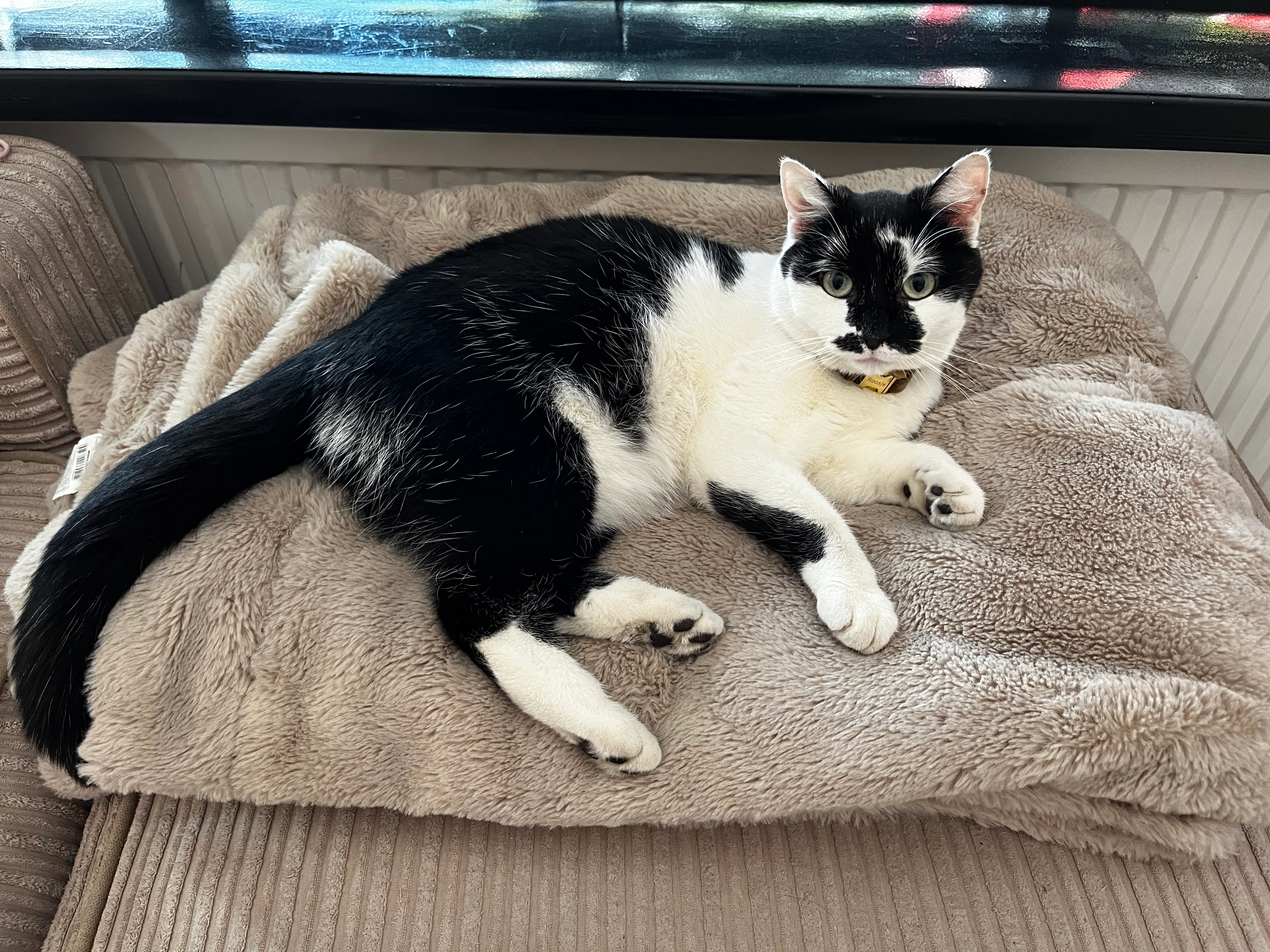 Roosje - Hesselterbrink, Emmen