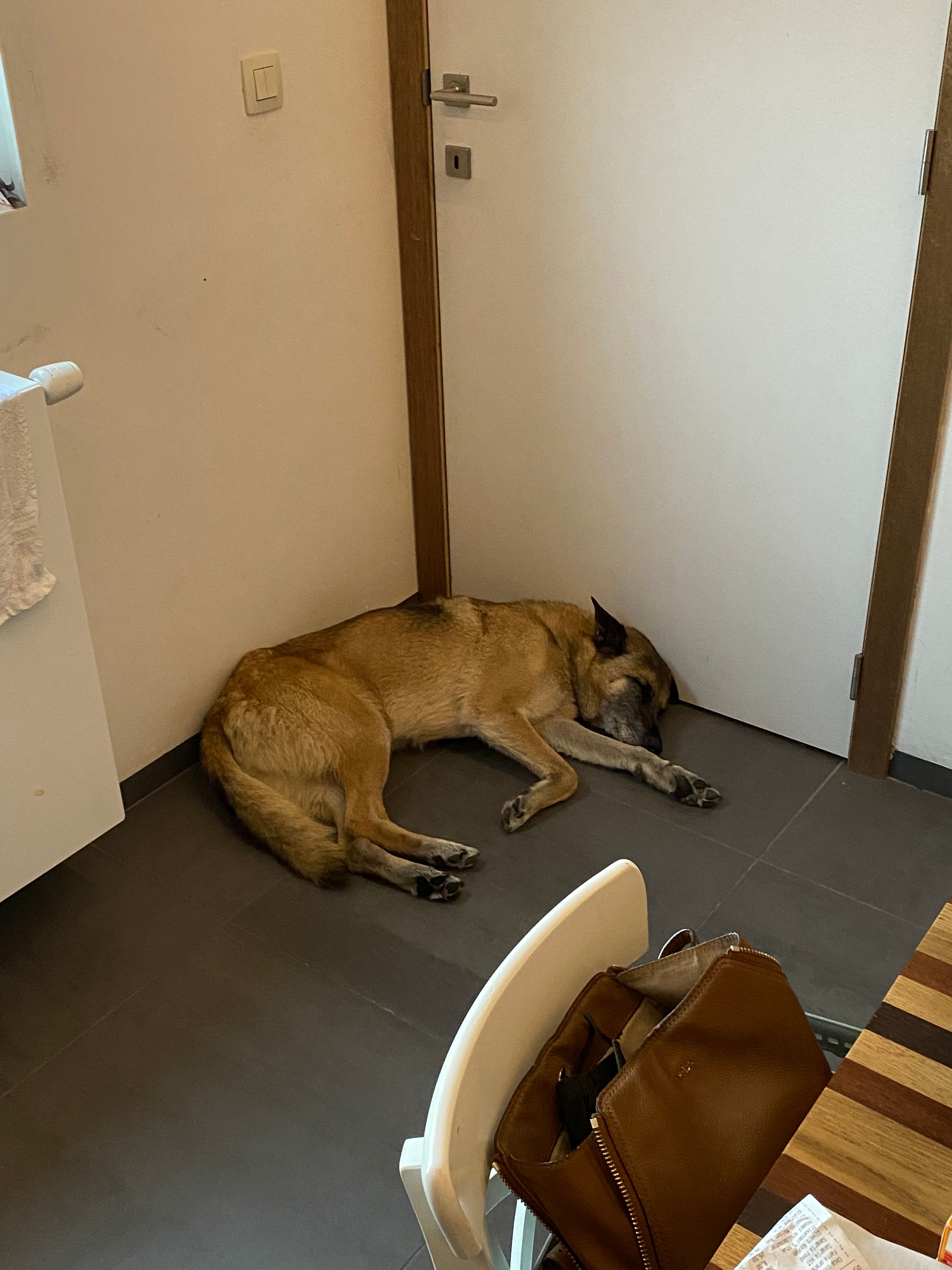 Boris - Abelestationsstraat, Poperinge