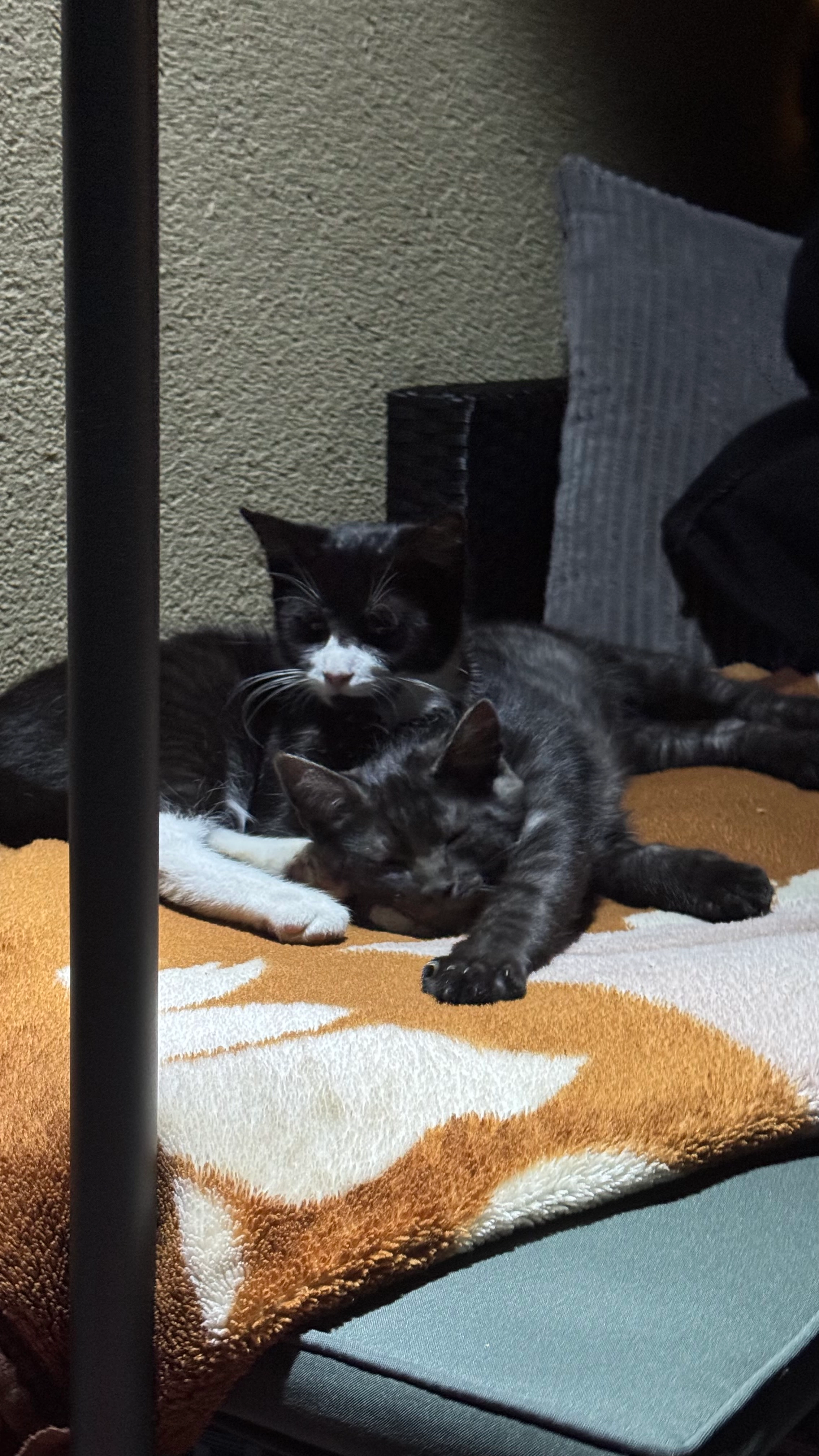 Bagira  - Wesselstraße, Rheine