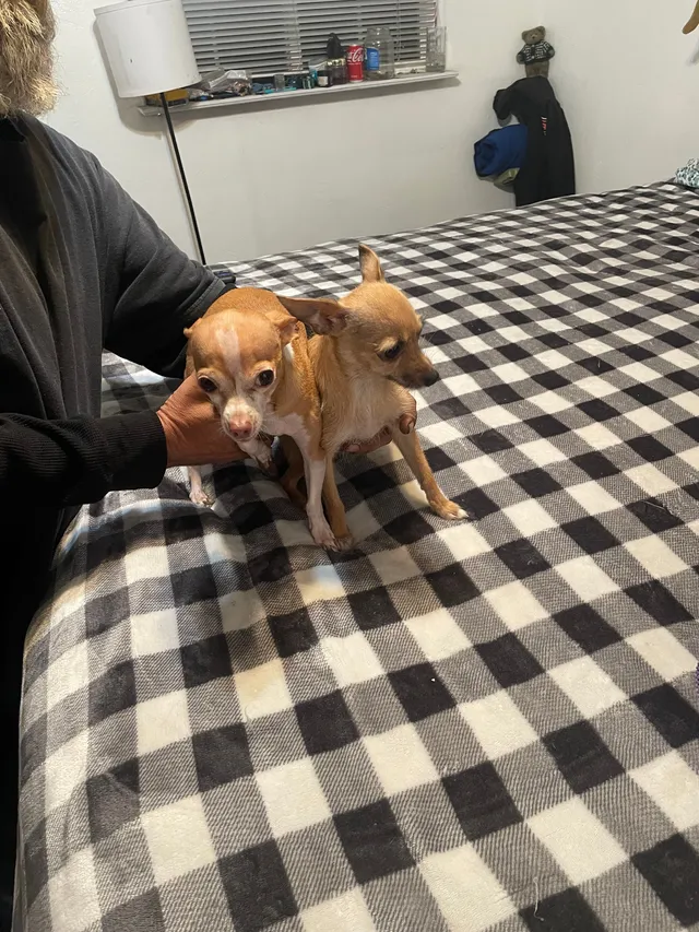 PeeWee - 2683 Toledo Ave, Santa Clara