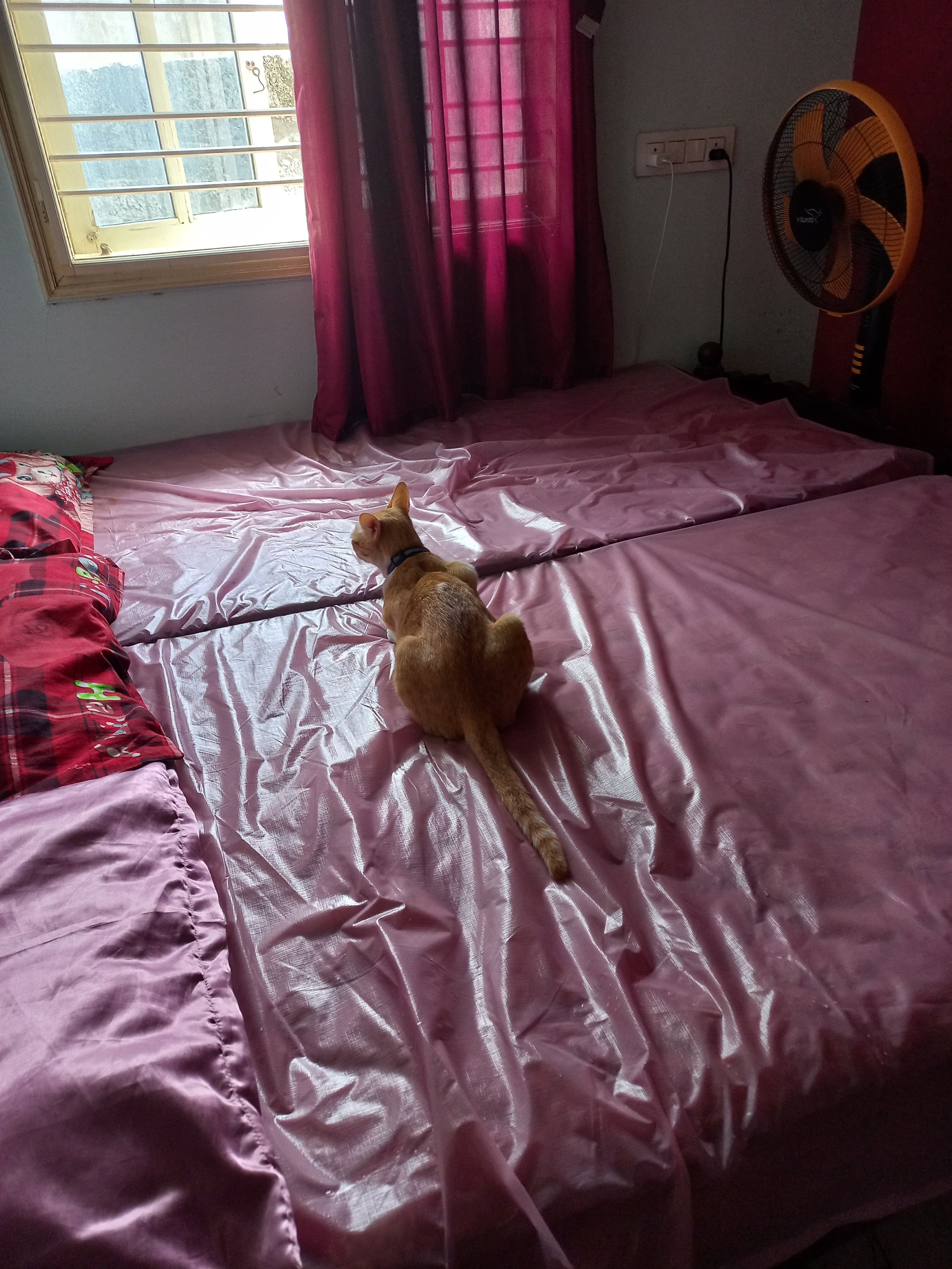 Bashu - Anekal Road, Anekal