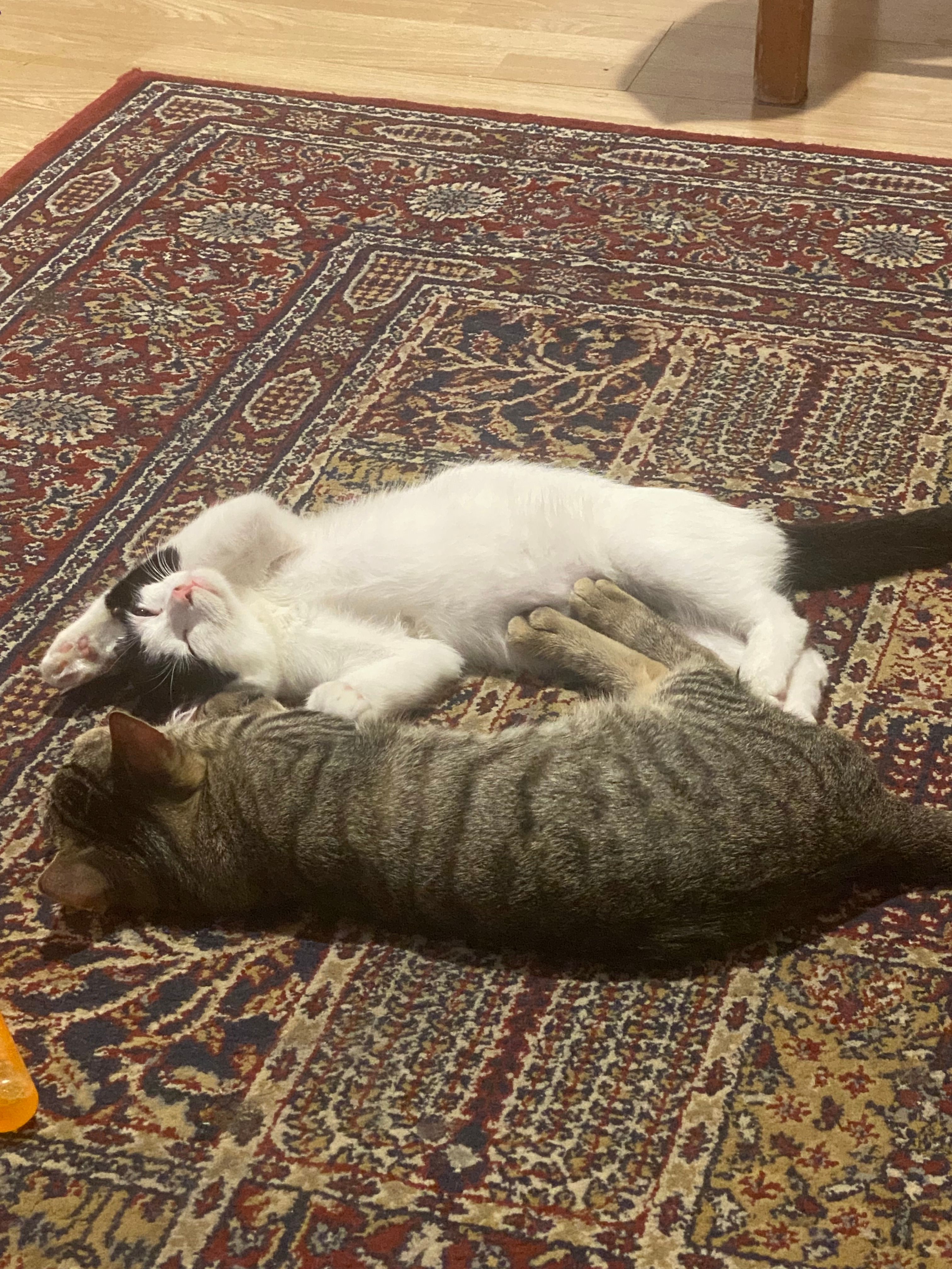 Sono due uno si chiama volpini e - Via Del Lavoro, Fiano Romano