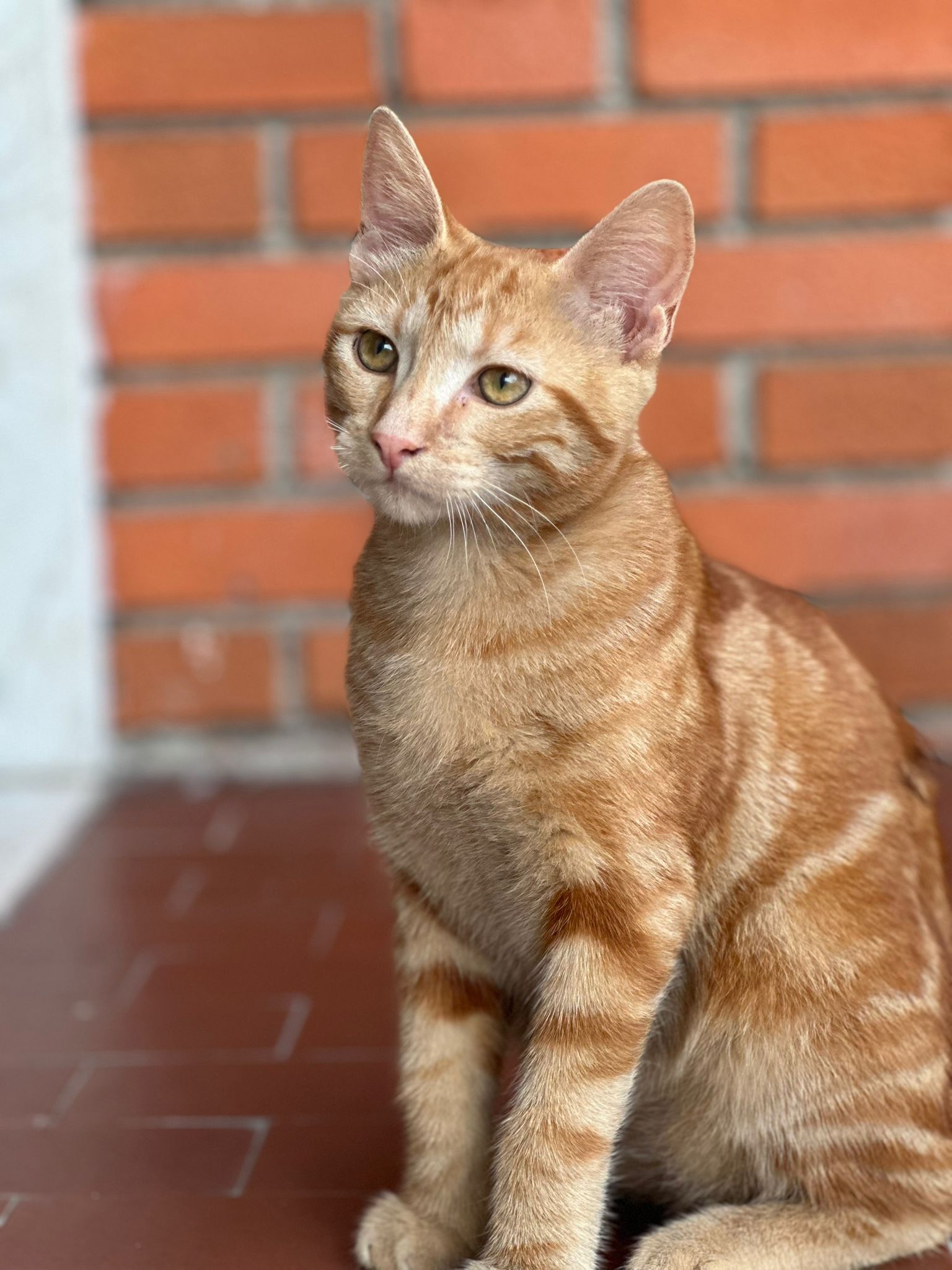 Sheru - Via IV Novembre, Dello