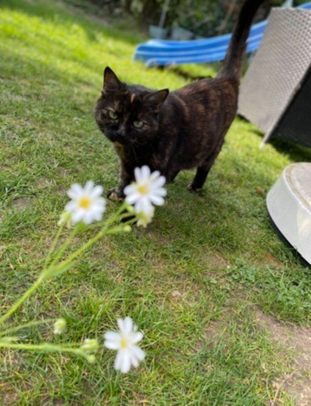 Sheela - 41352, Korschenbroich