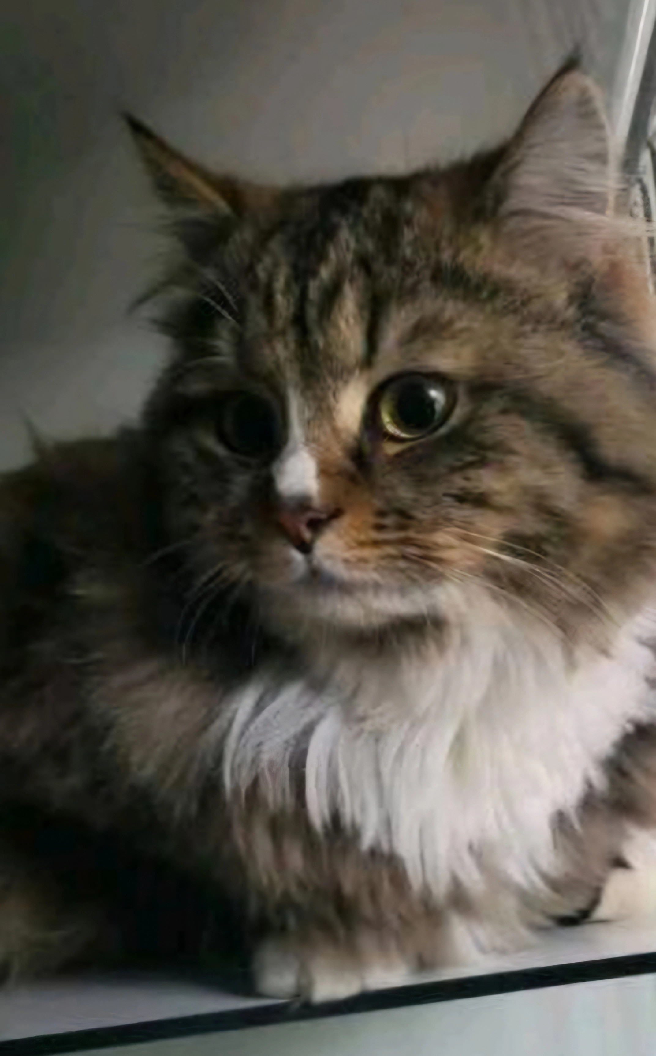 Milo - Gerberweg, Bad Salzuflen