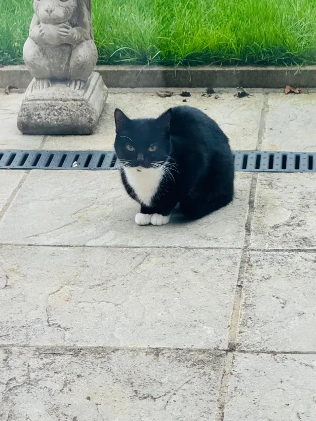 Kiki - Hunters Grove, Harrow
