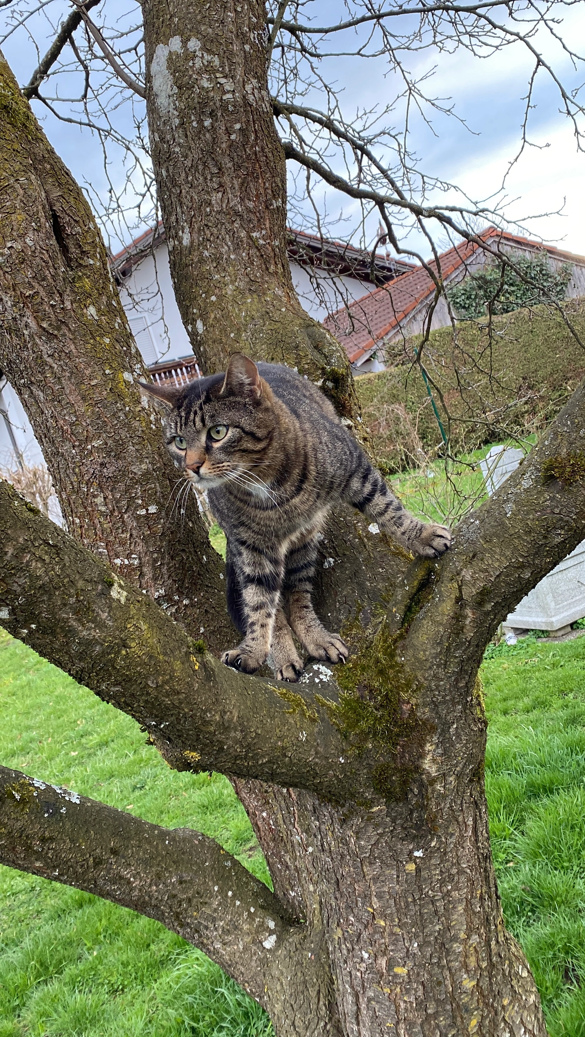 Henry - Finkenstraße, Maitenbeth