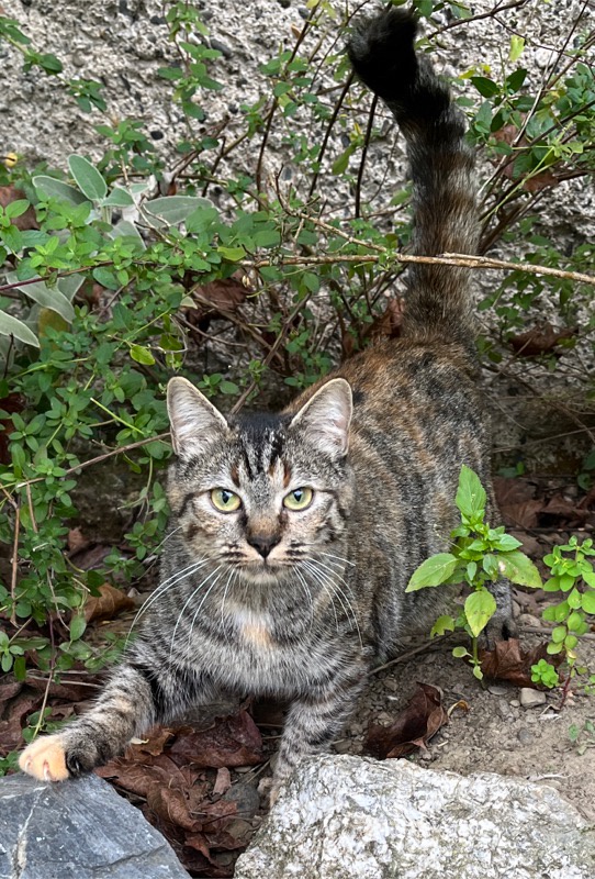 Youca - 14 Rue Nicolas Poussin, Tarbes