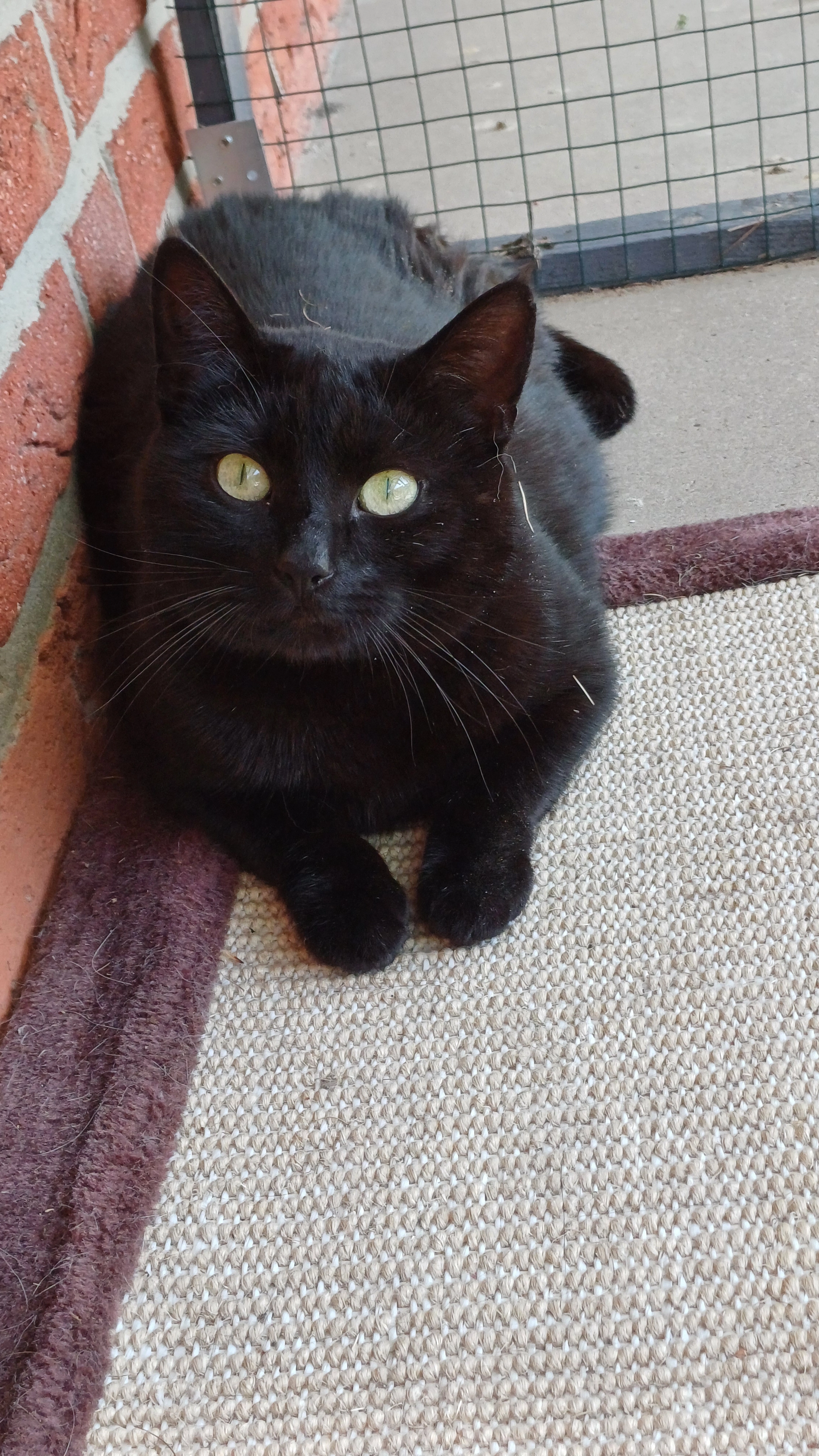 Linus - Hauweg, Bohmte