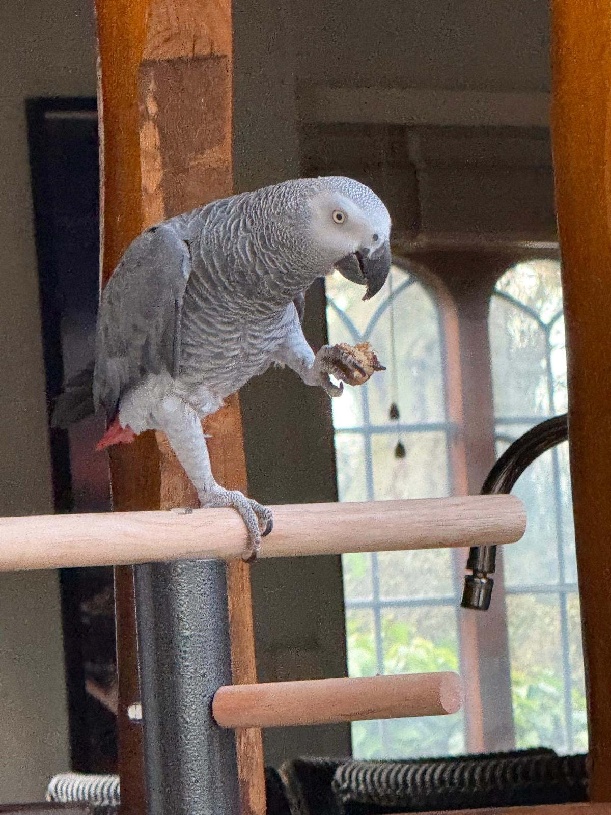Rocky - London Road, Newmarket