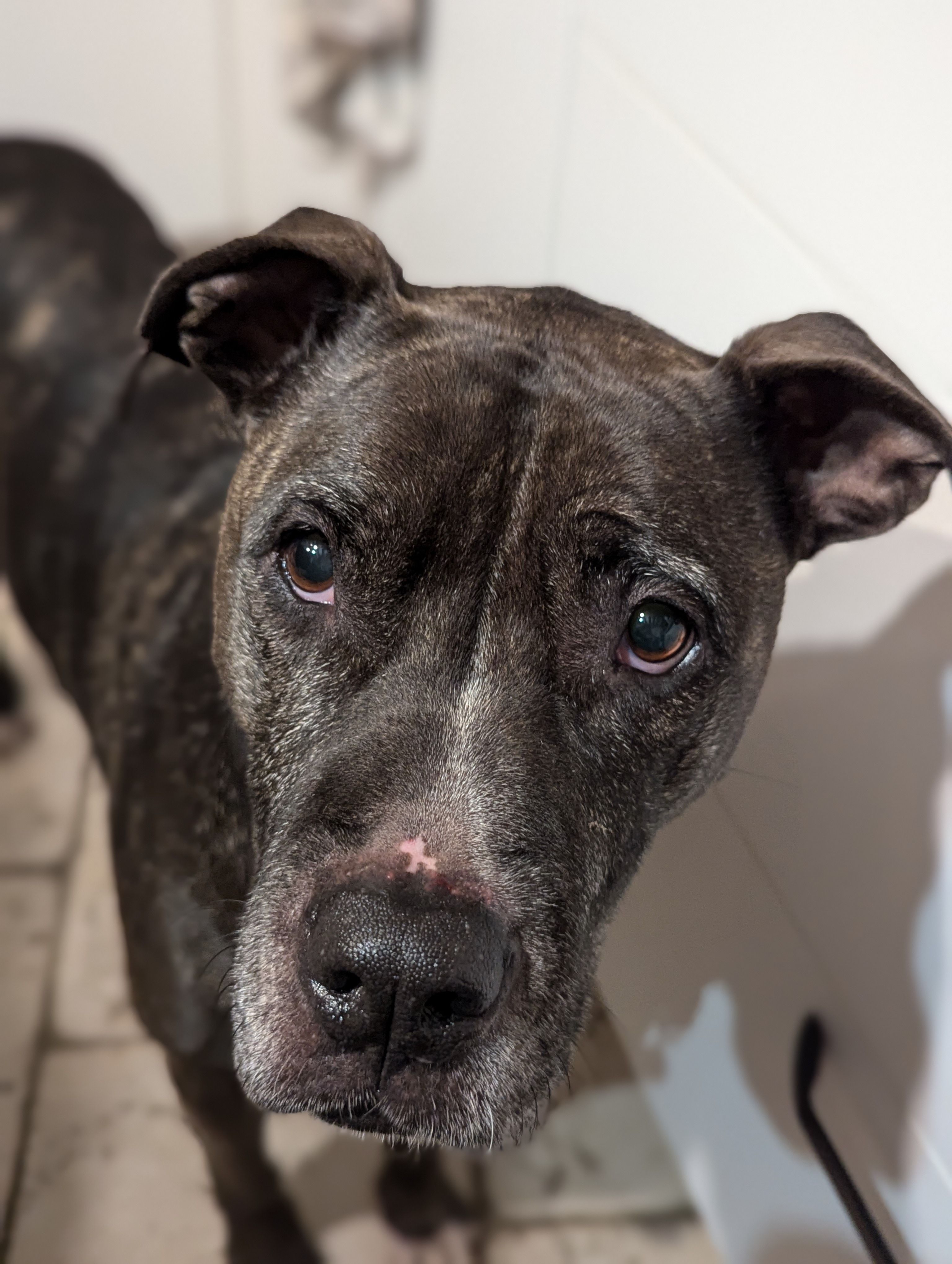 Shanice - D 7.1, Auneau