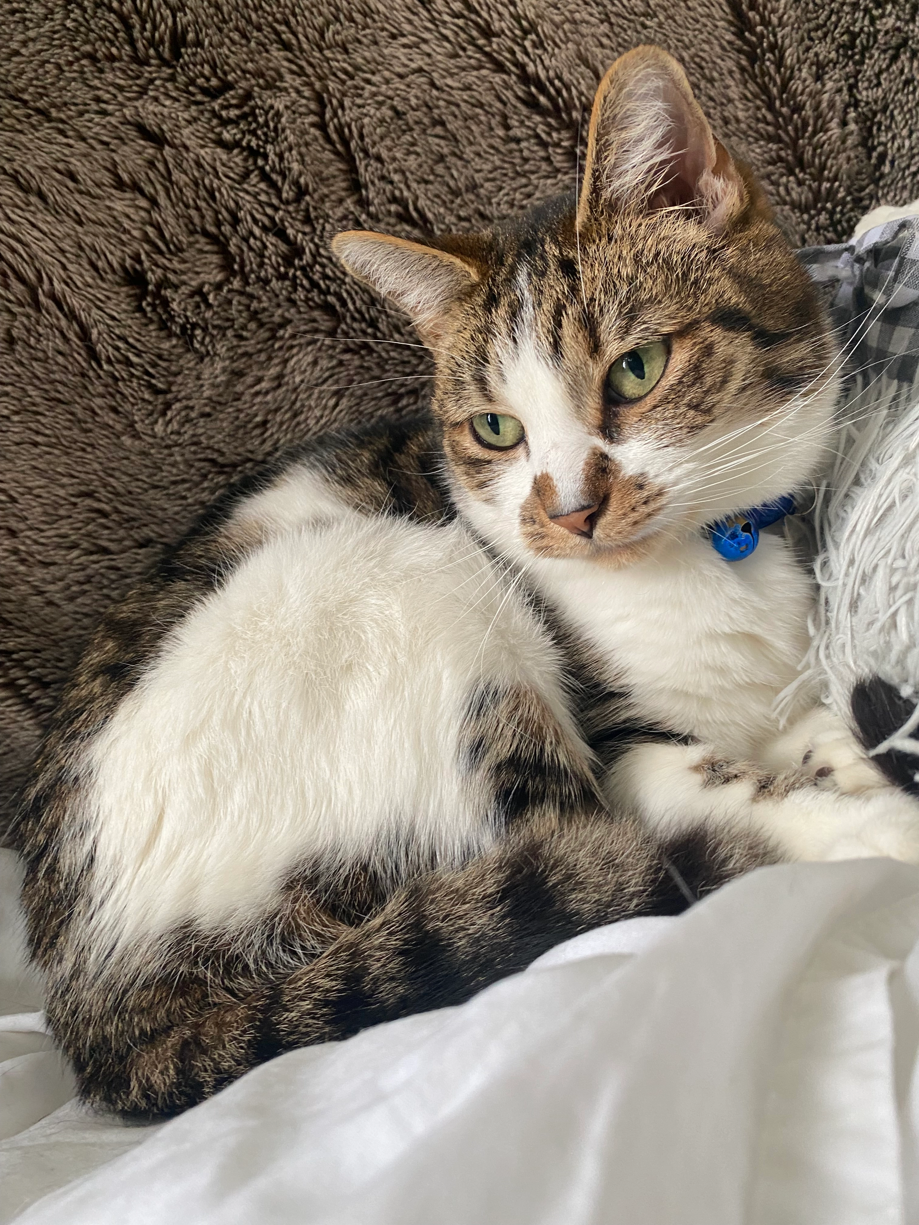 Reuben - Bosworth Road, Neath