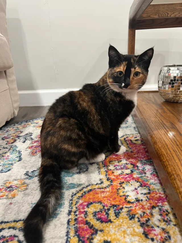 Cleo - East Pine Street, Upland