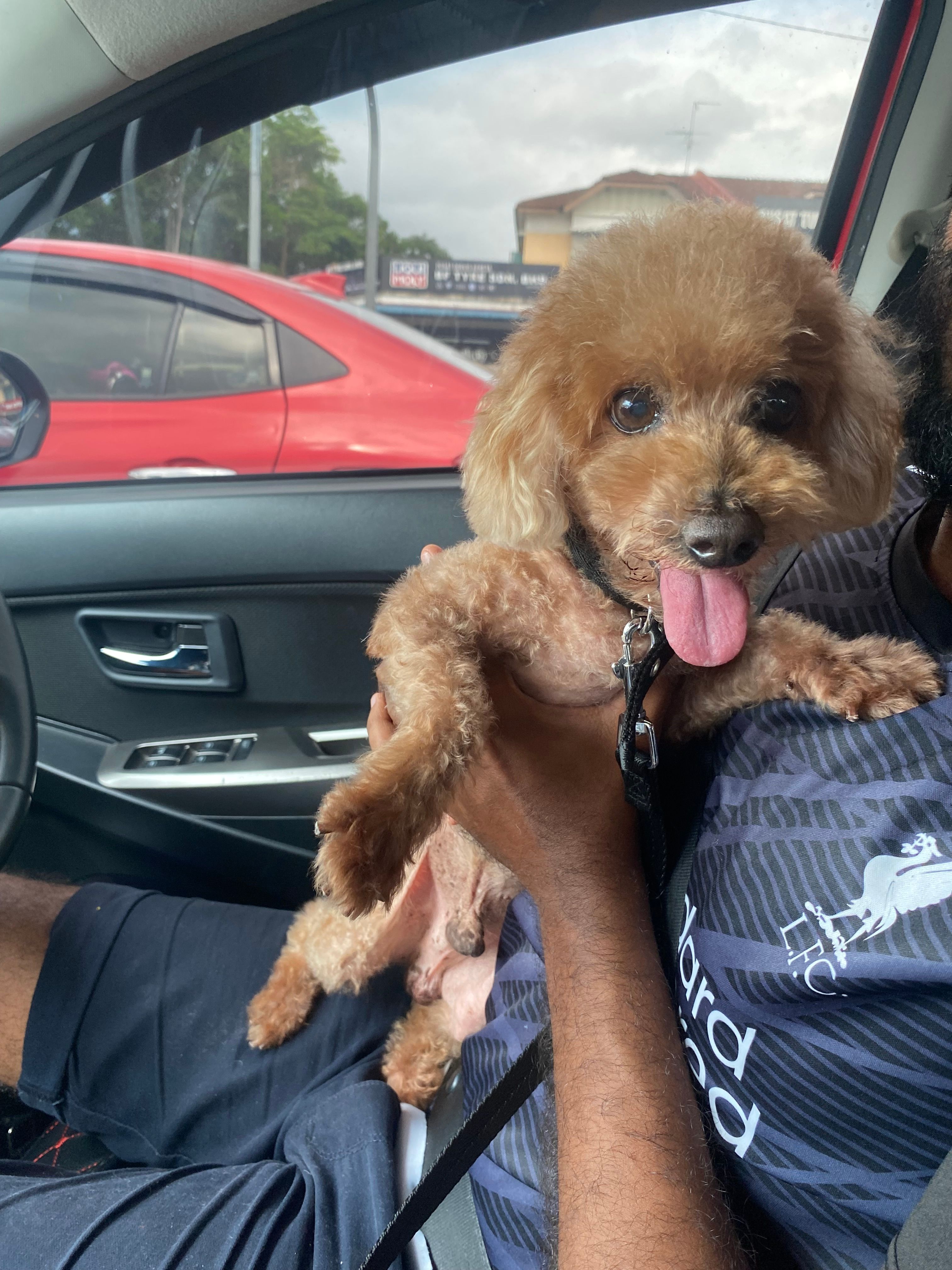 Puppy - Jalan Kemajuan 18, Pulai