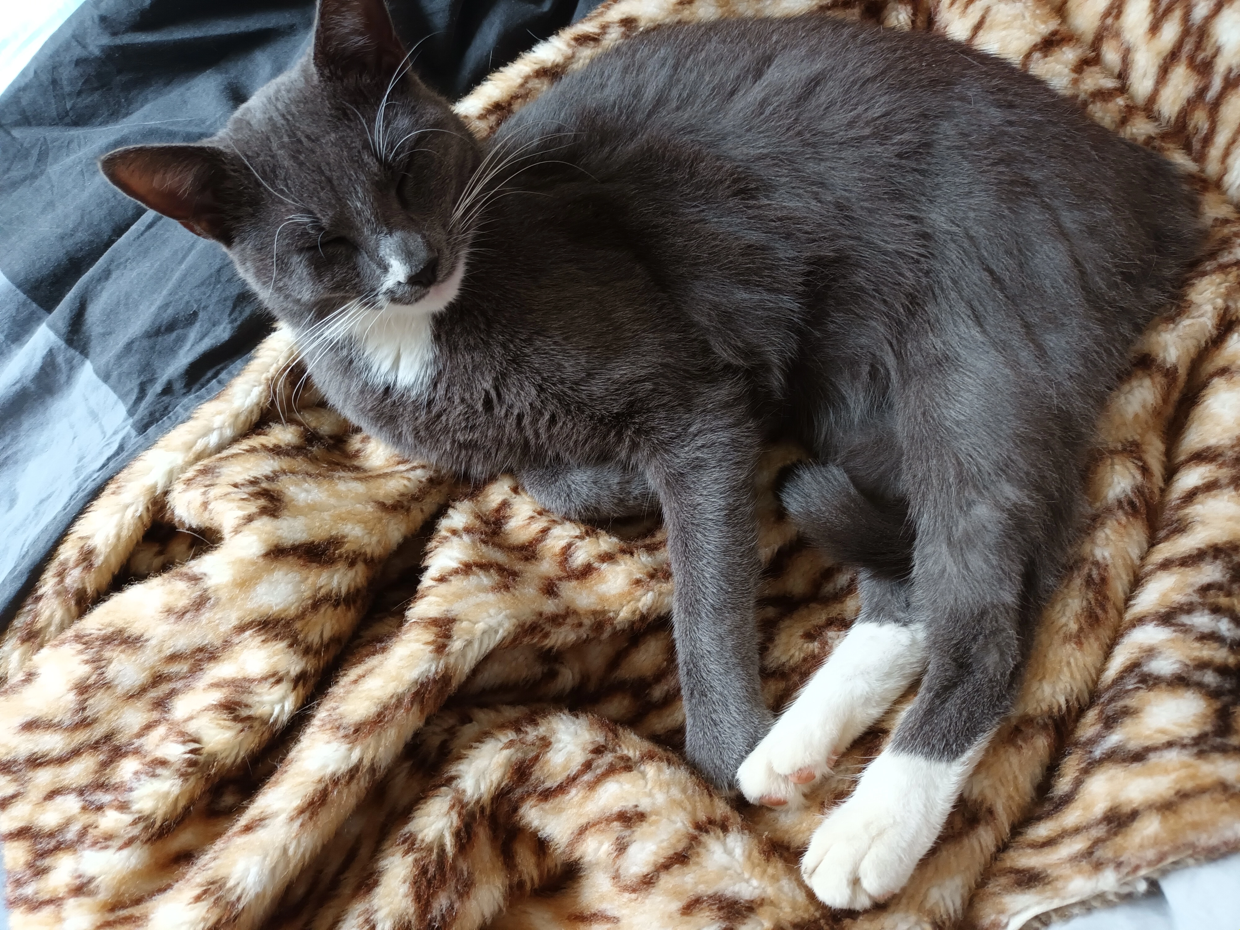 Mogli - Hauptstraße, Jettingen-Scheppach