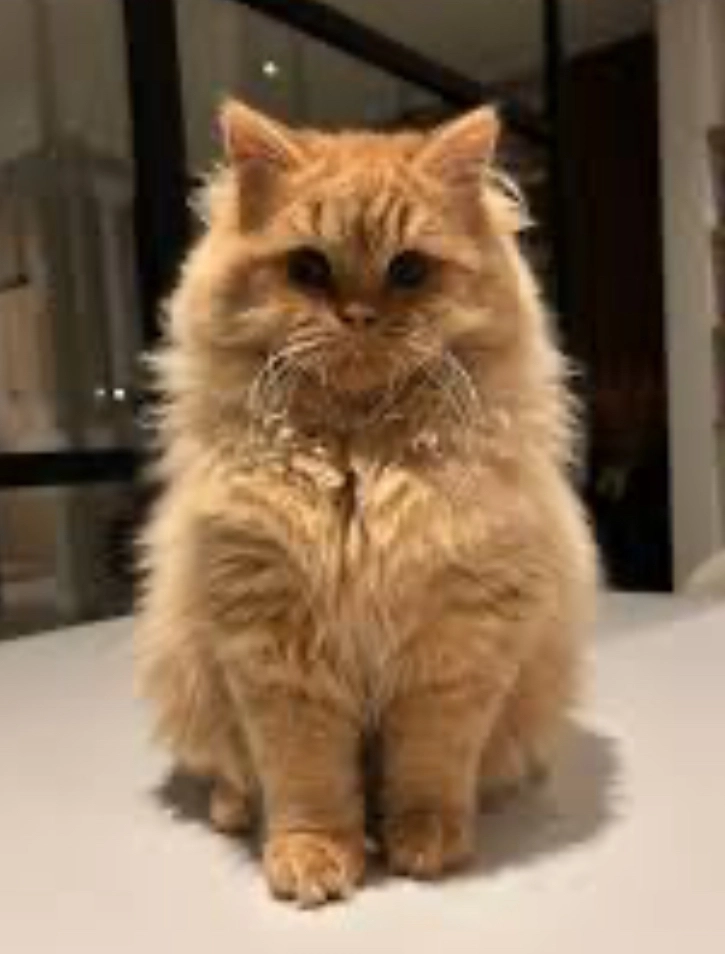 Wuschelchen - Kuckuckswald 25, Kleinmachnow