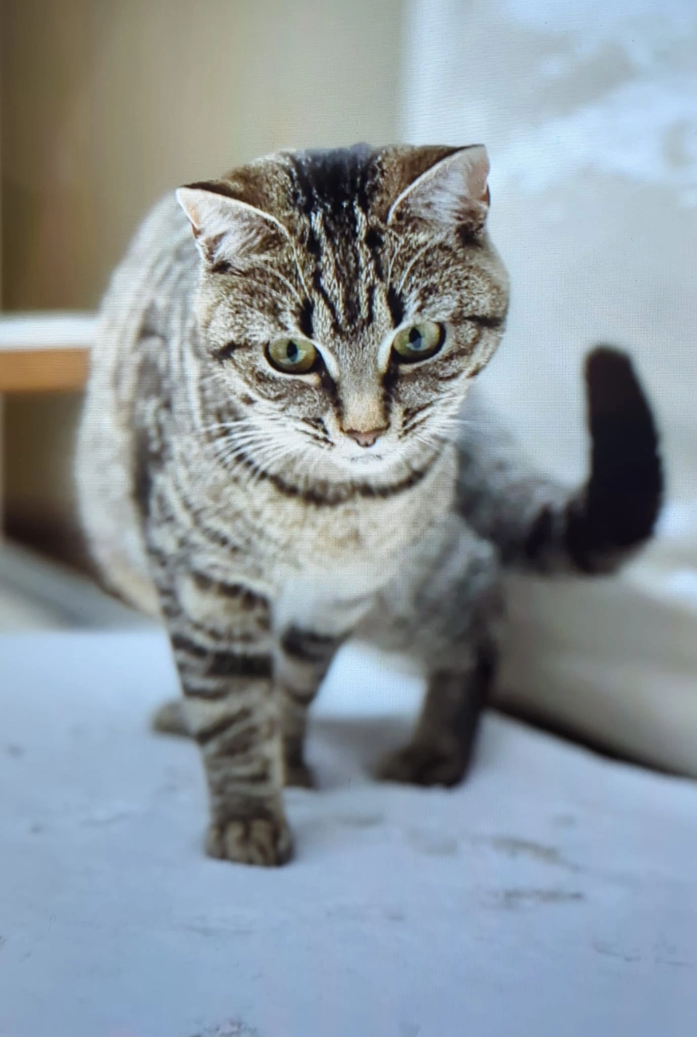 Cleo - Briandstraat, Landgraaf