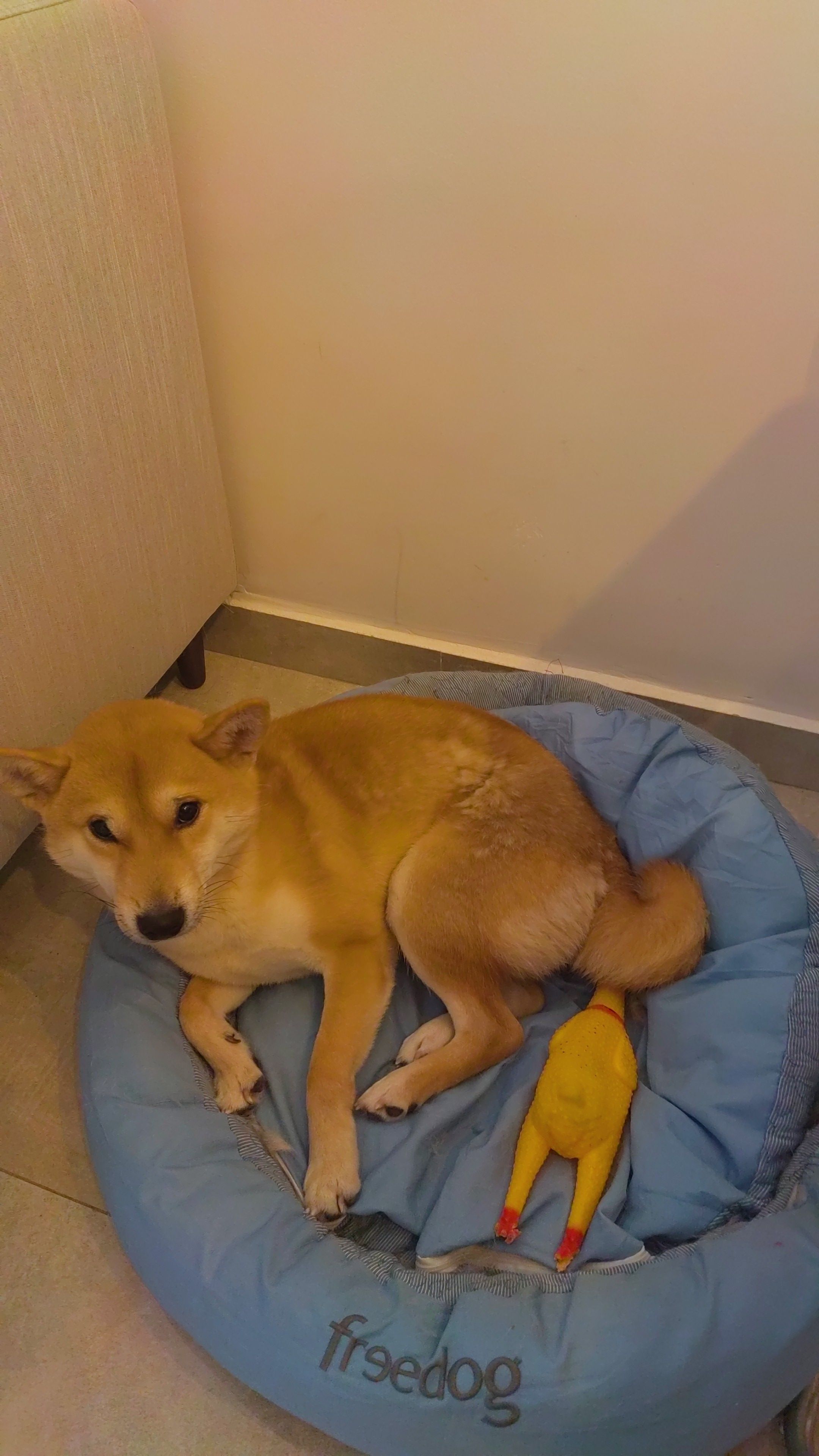 Tofi - Calle de Béjar, Barcelona