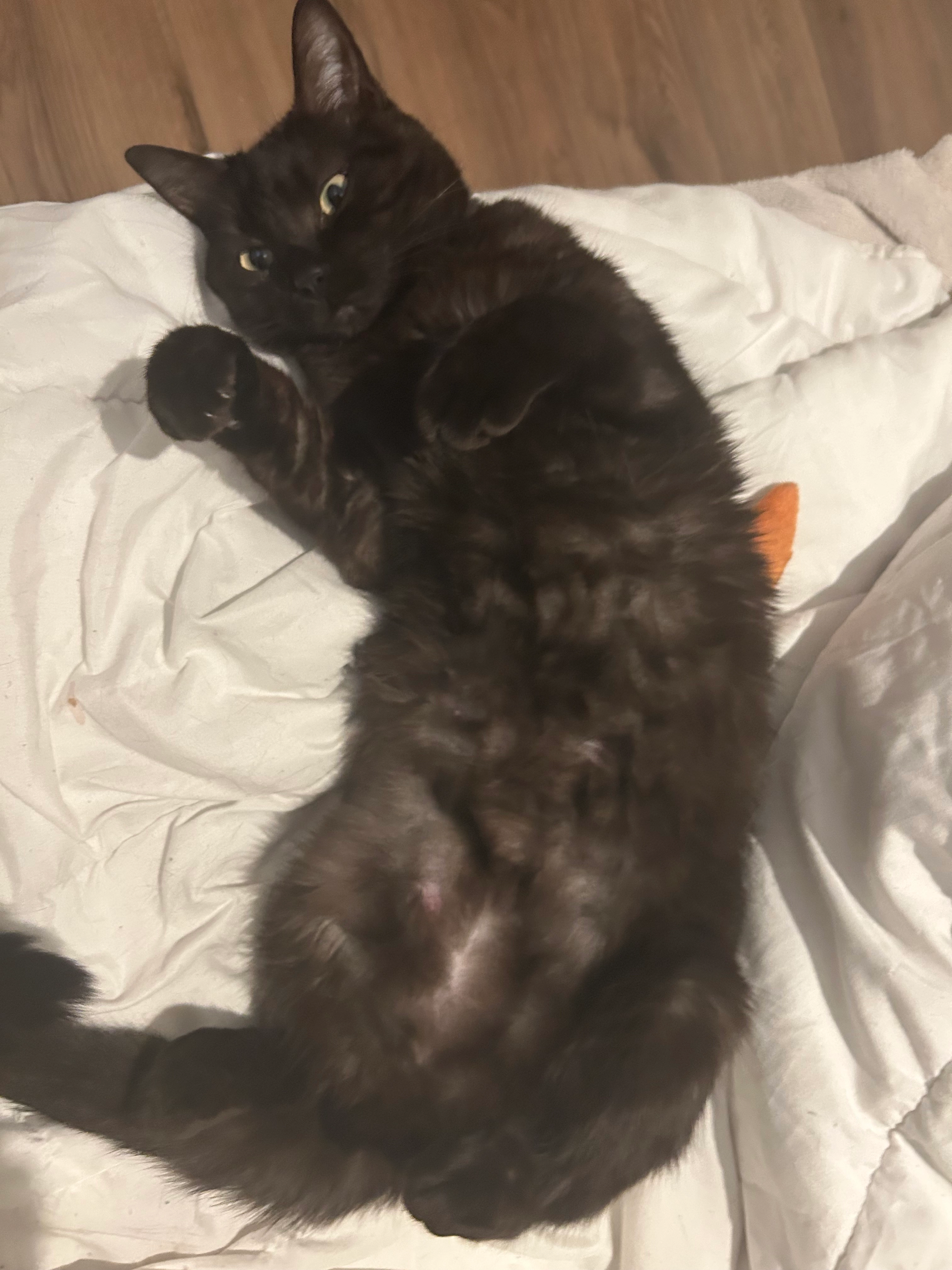 Oumah  - 34 Rue de Madagascar, Belfort