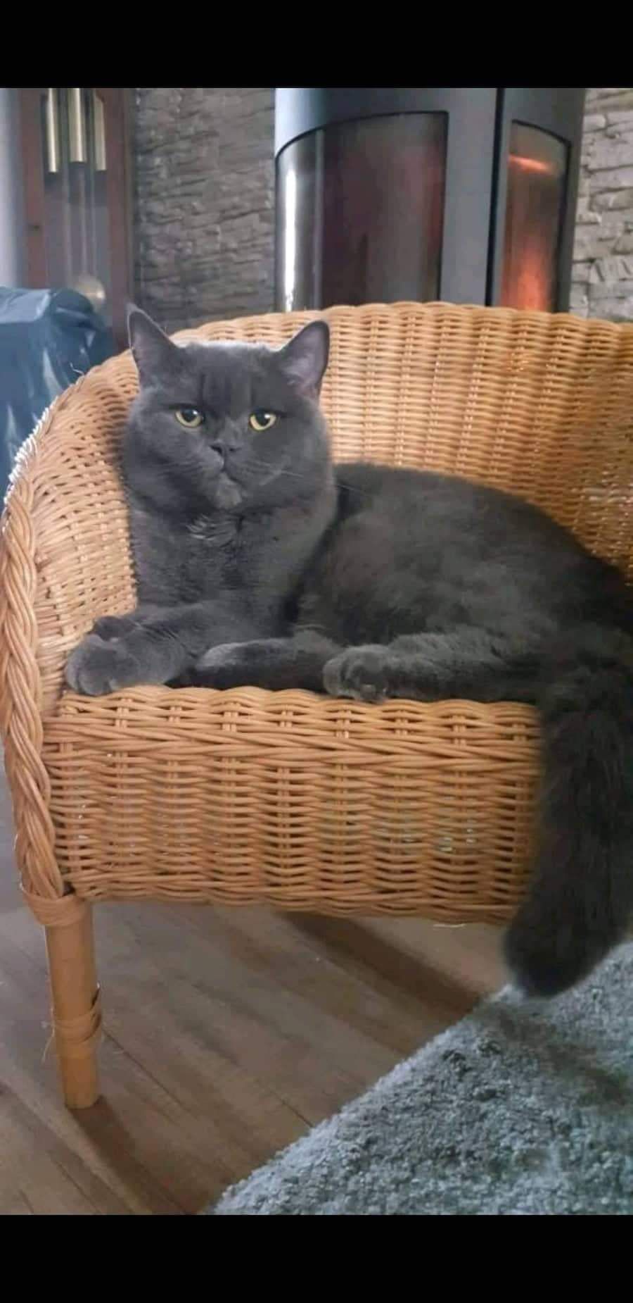 Lilly - Schloßstraße, Harzgerode